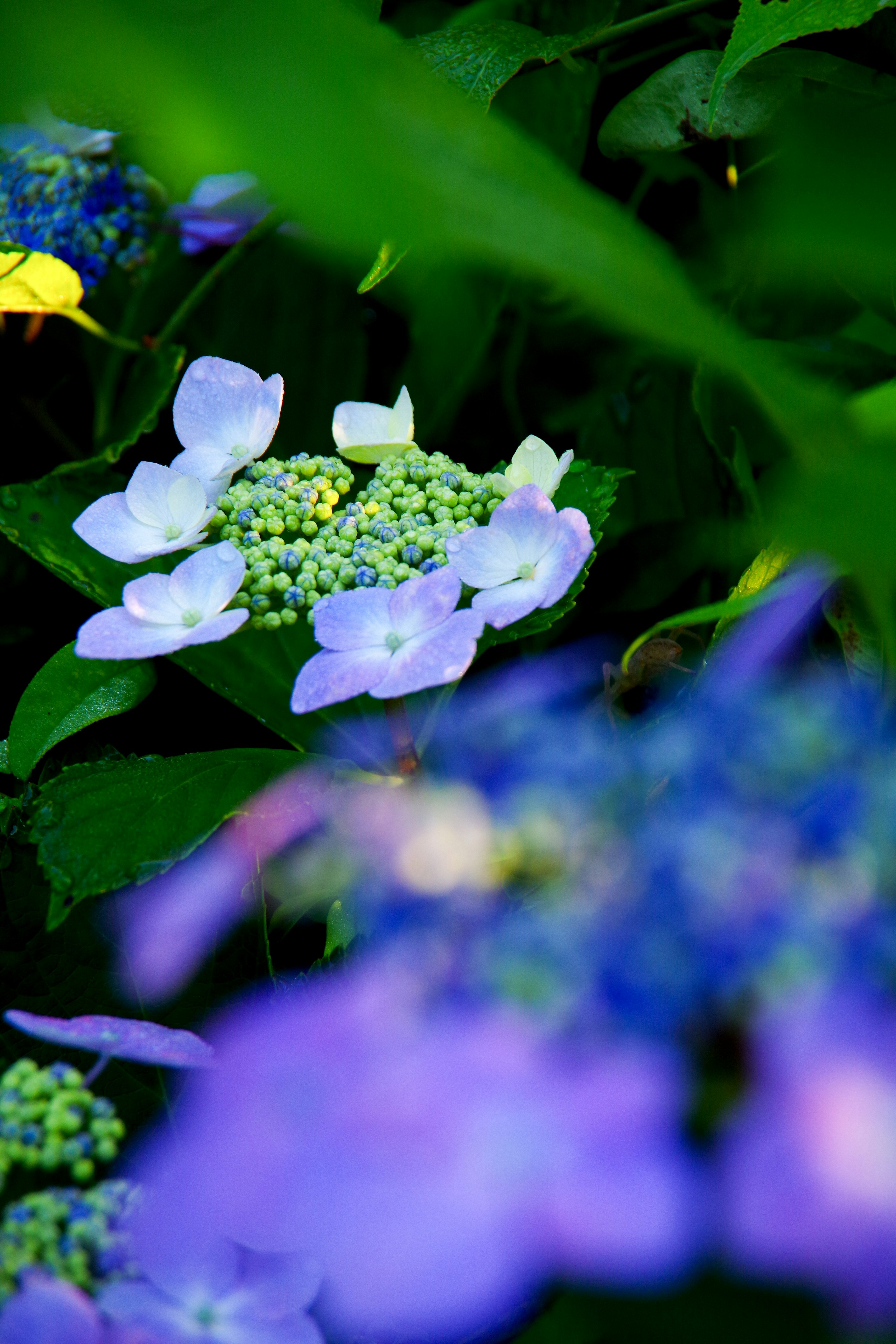 紫陽花の花と青い花びらの群生
