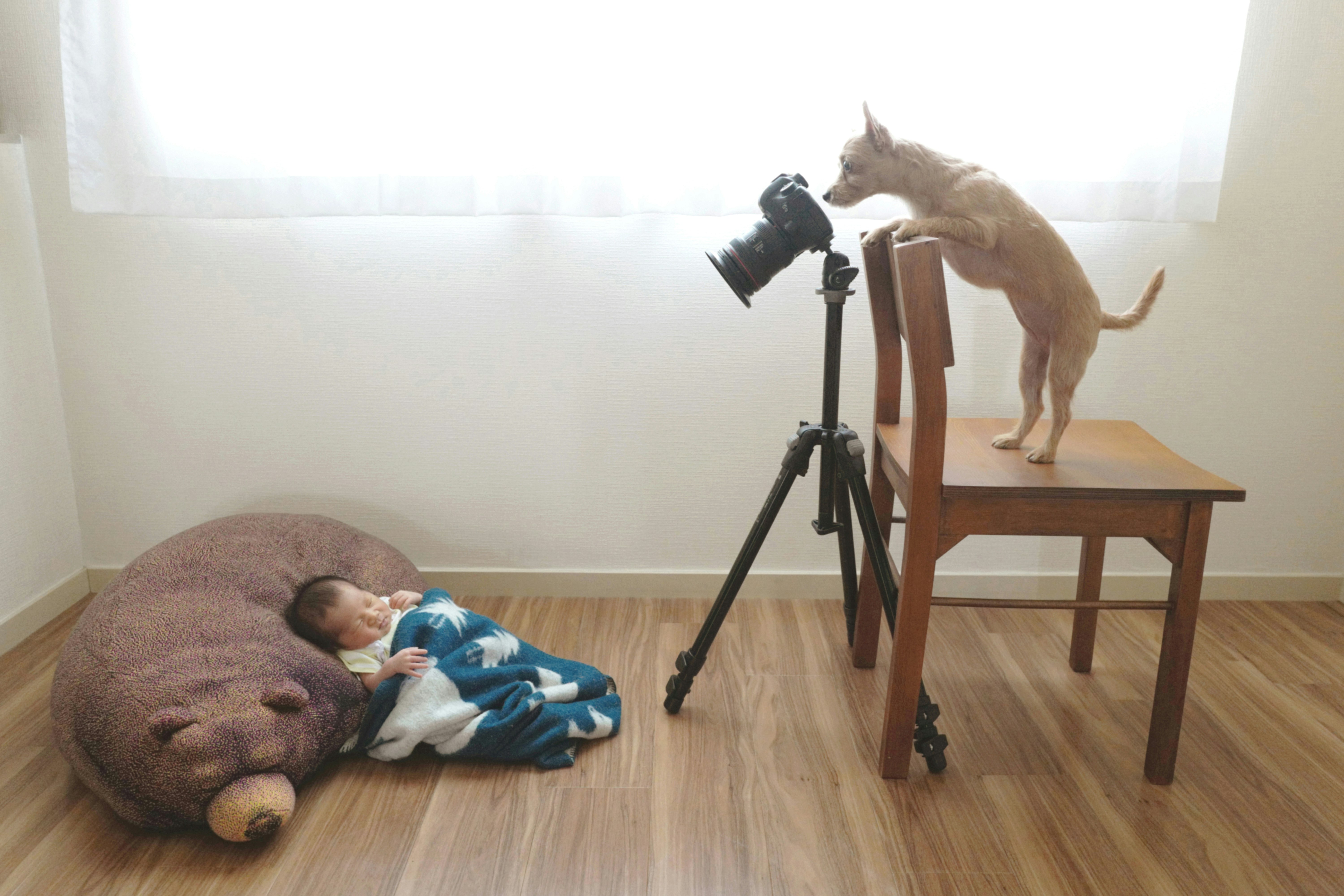 犬と赤ちゃんのいる室内で撮影機材を使う様子