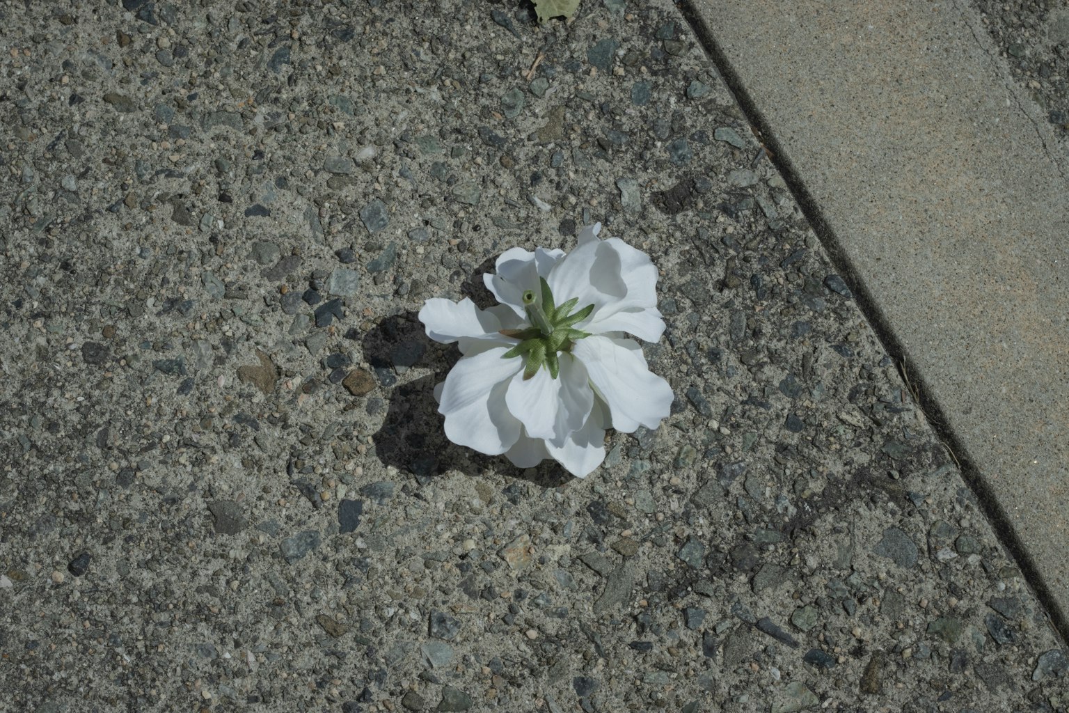 Un fiore bianco su cemento