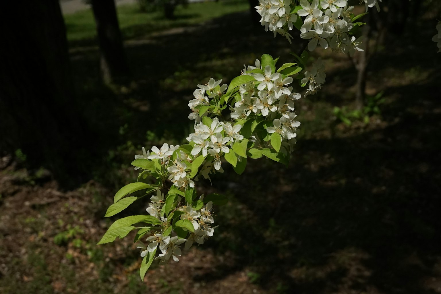 Ein Zweig mit weißen Blüten und grünen Blättern, der im Sonnenlicht glänzt