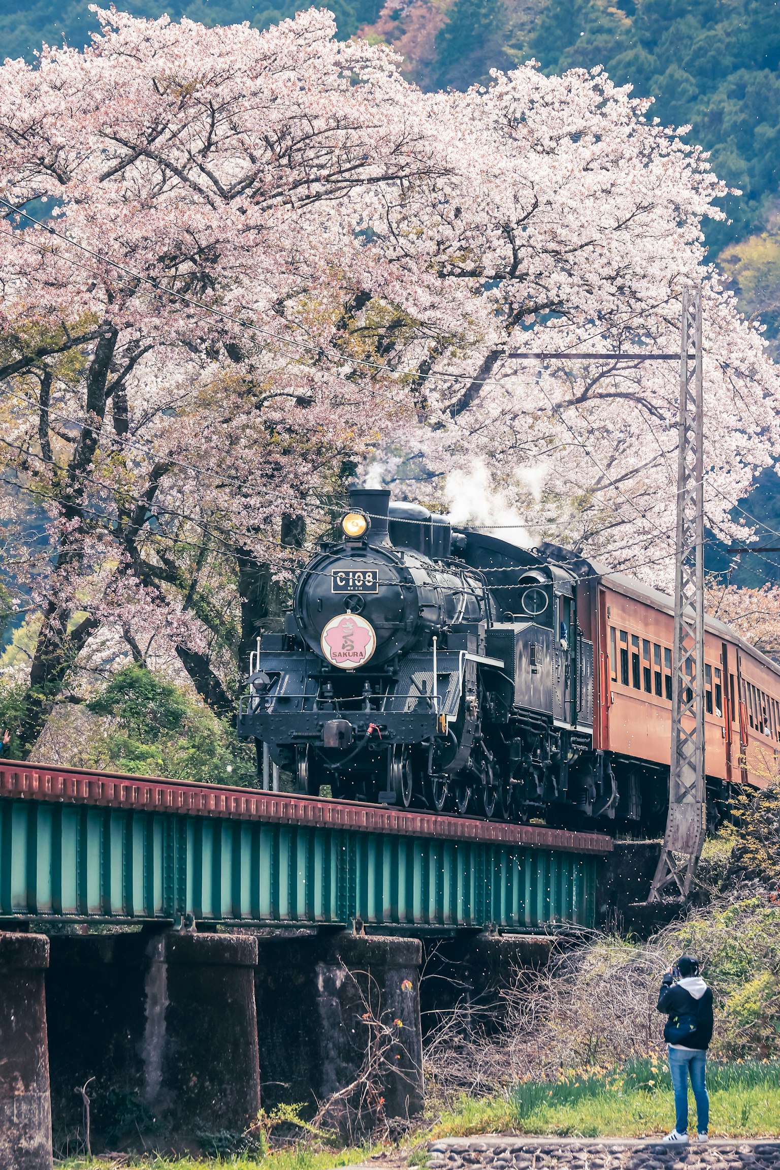 Locomotora de vapor pasando bajo cerezos en flor con un vagón rojo