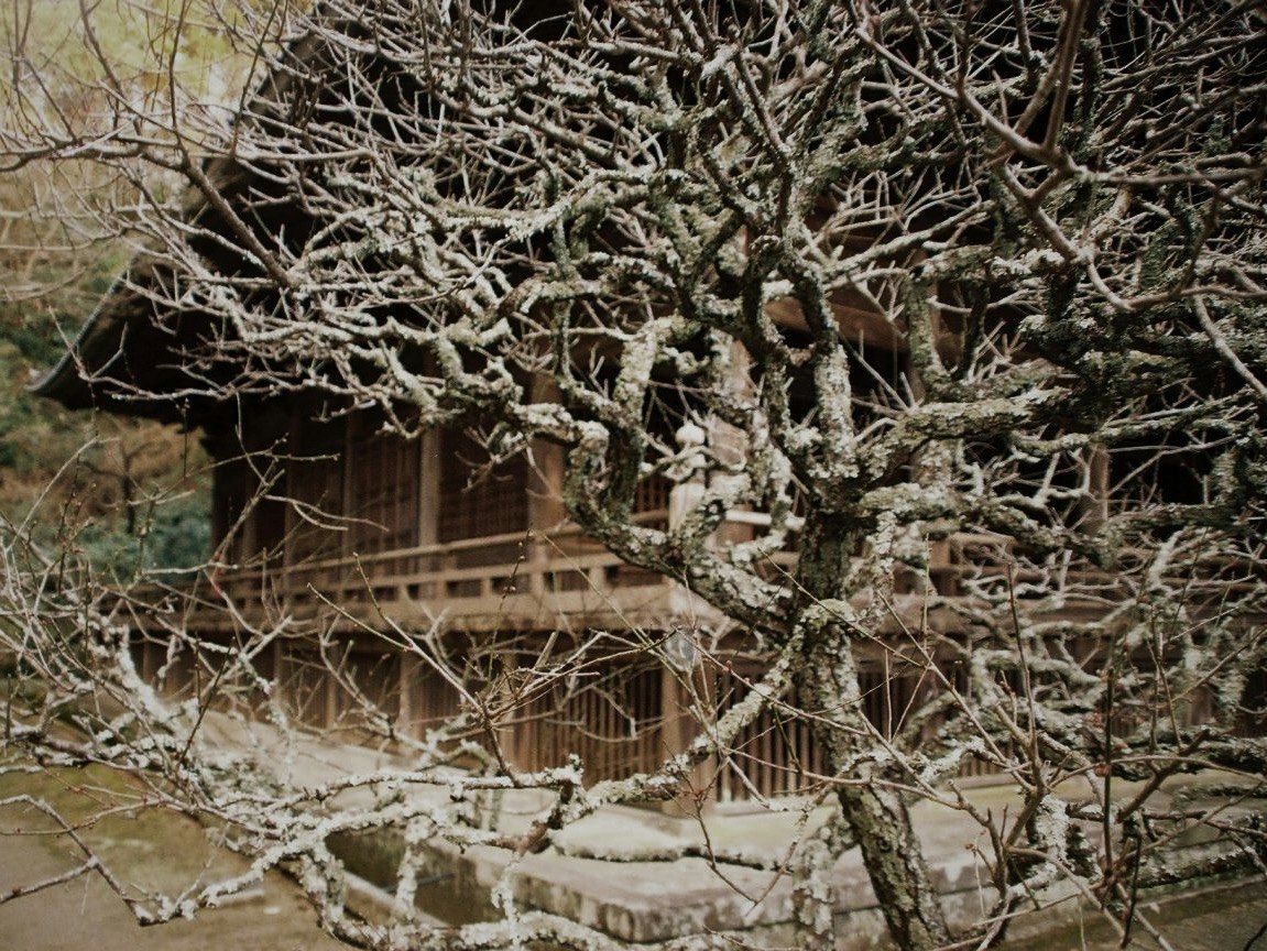 被积雪枝条覆盖的古老木建筑