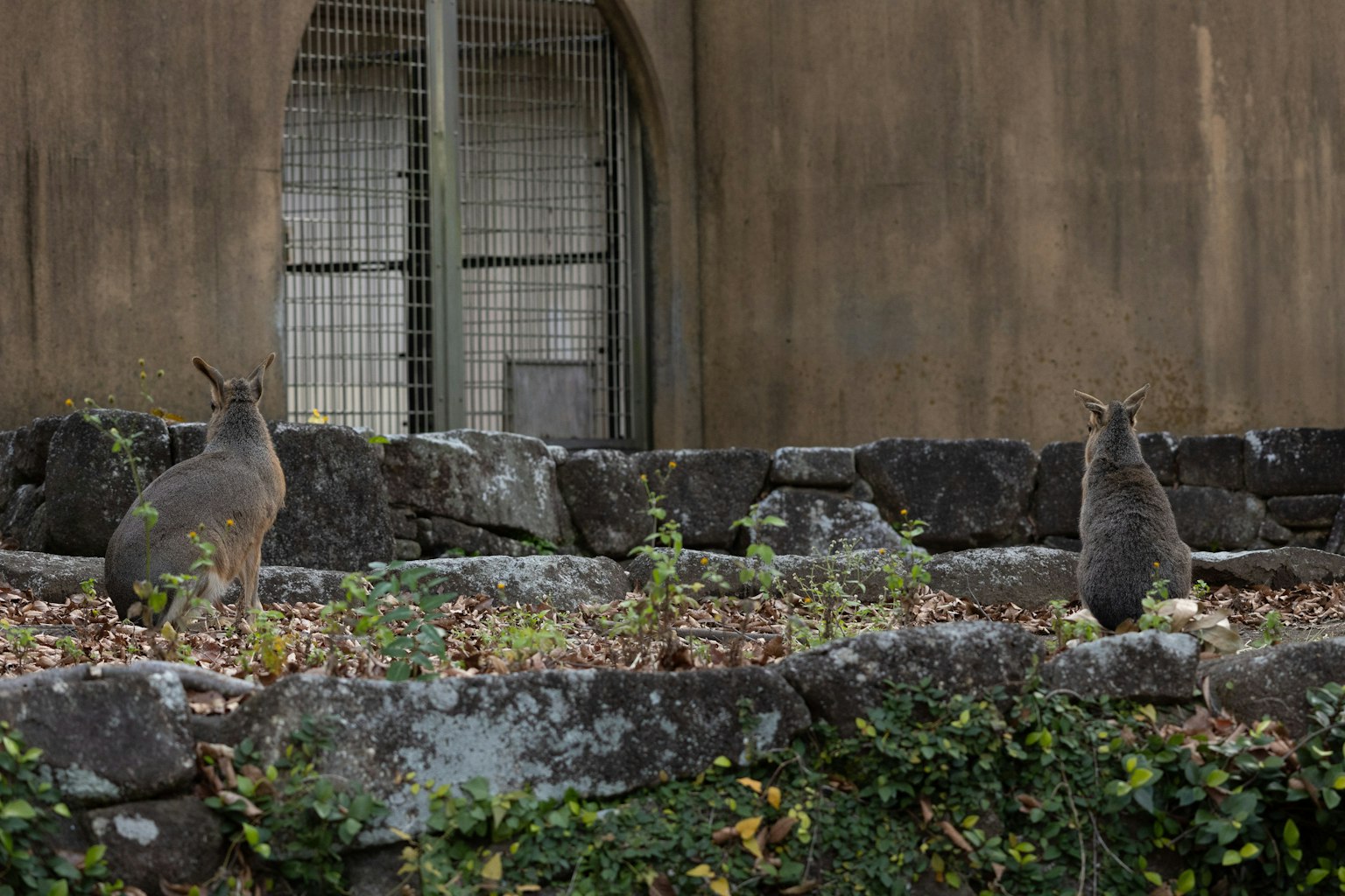 二匹のカンガルーが石の間に立っている背景には金属製のゲートがある