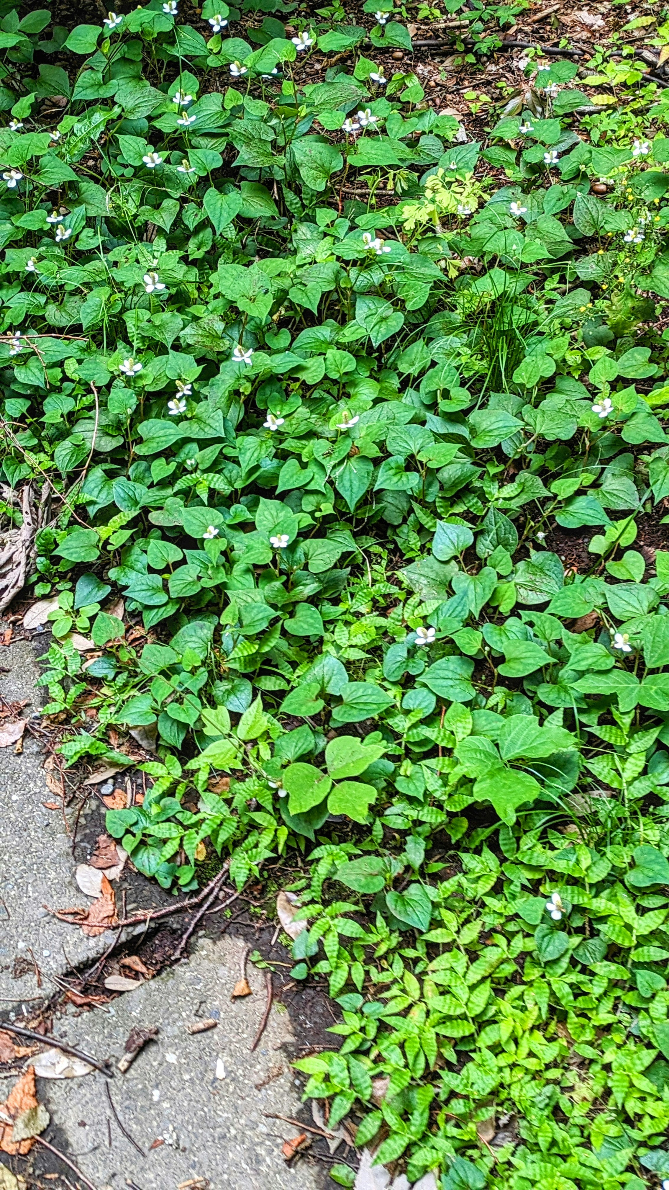 ドクダミの花と葉が地面に広がる群生