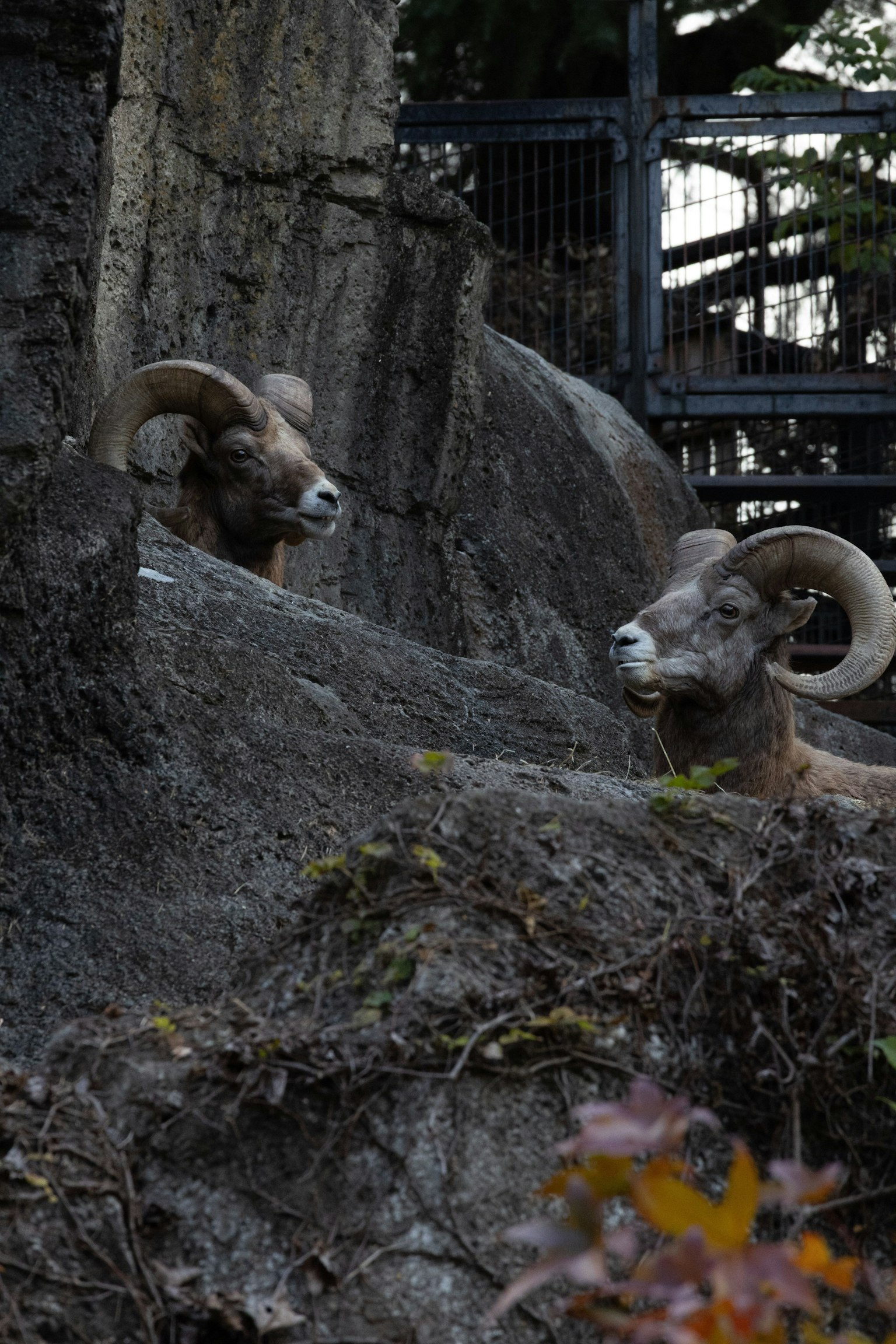 Dua kambing gunung di medan berbatu dengan tanduk mencolok