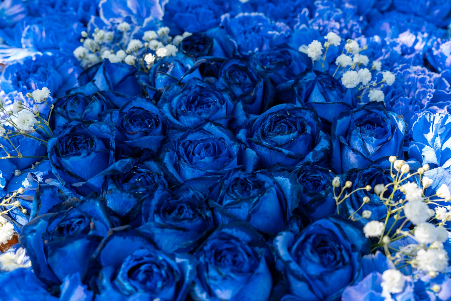Vibrant blue roses arranged with small white flowers