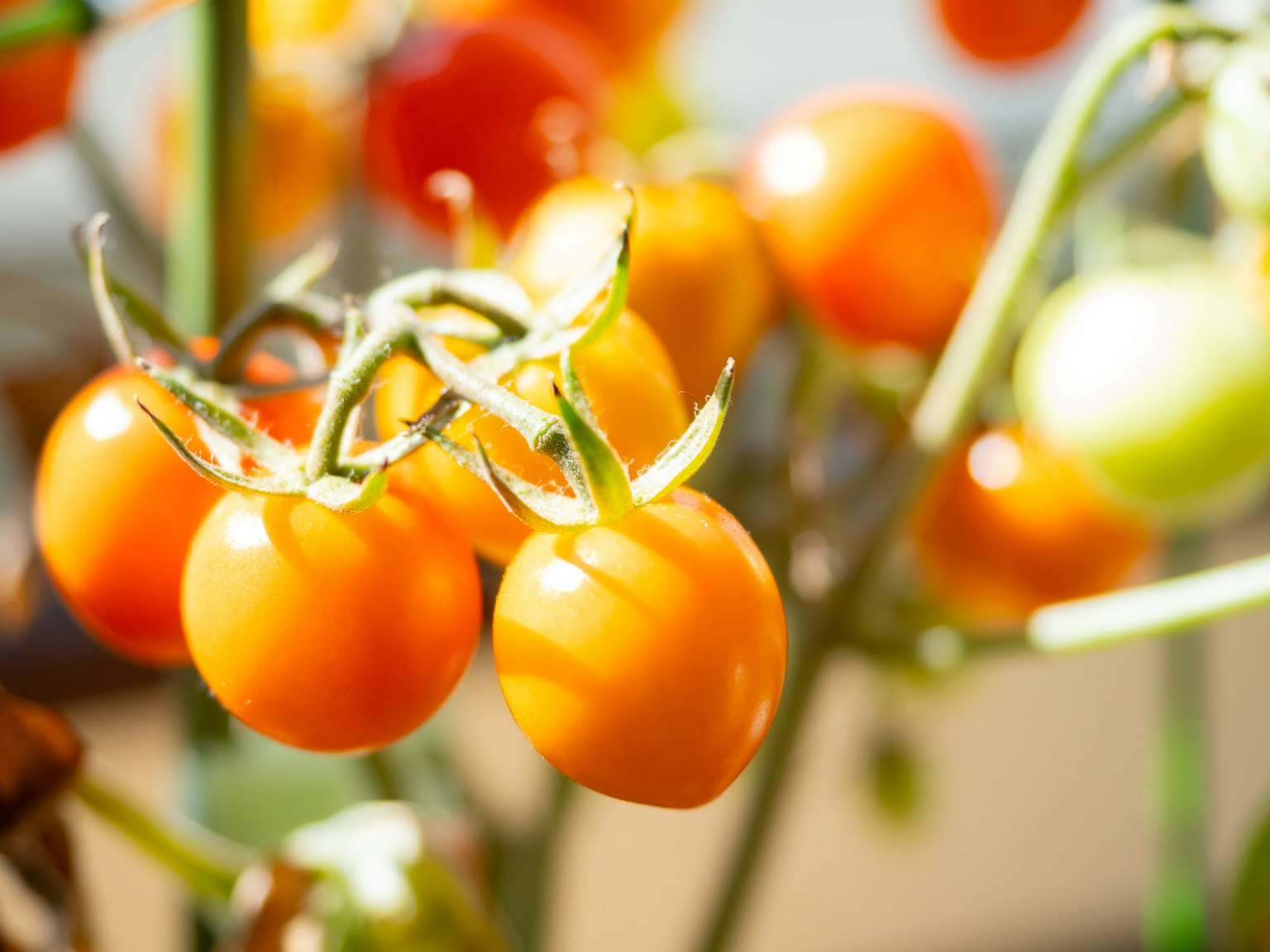 Raccolta di pomodorini arancioni maturi sulla pianta