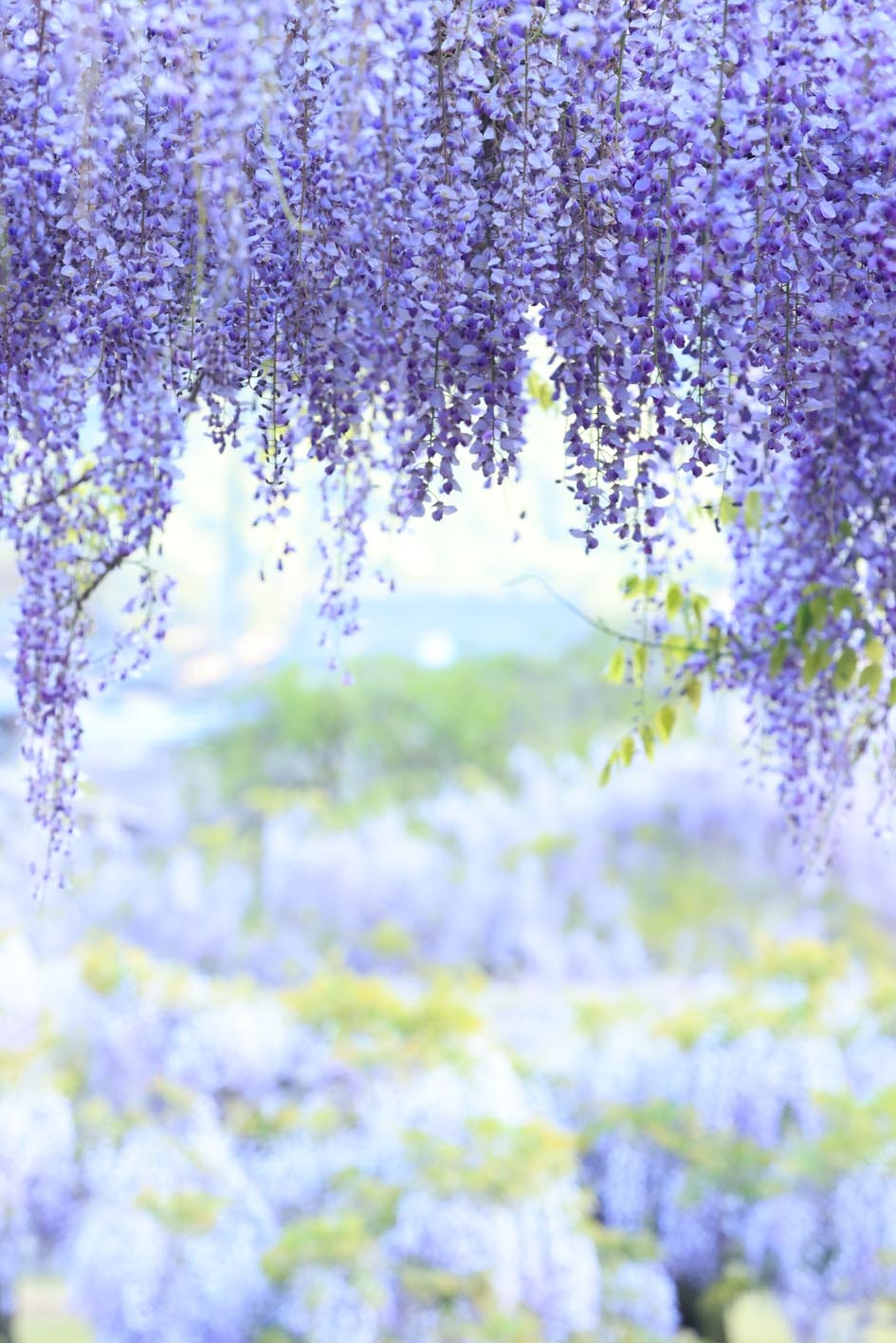 Flores de glicinia desbordando en un jardín