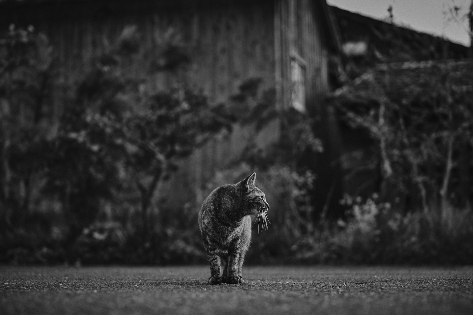 A black and white cat walking along a path with trees and an old building in the background