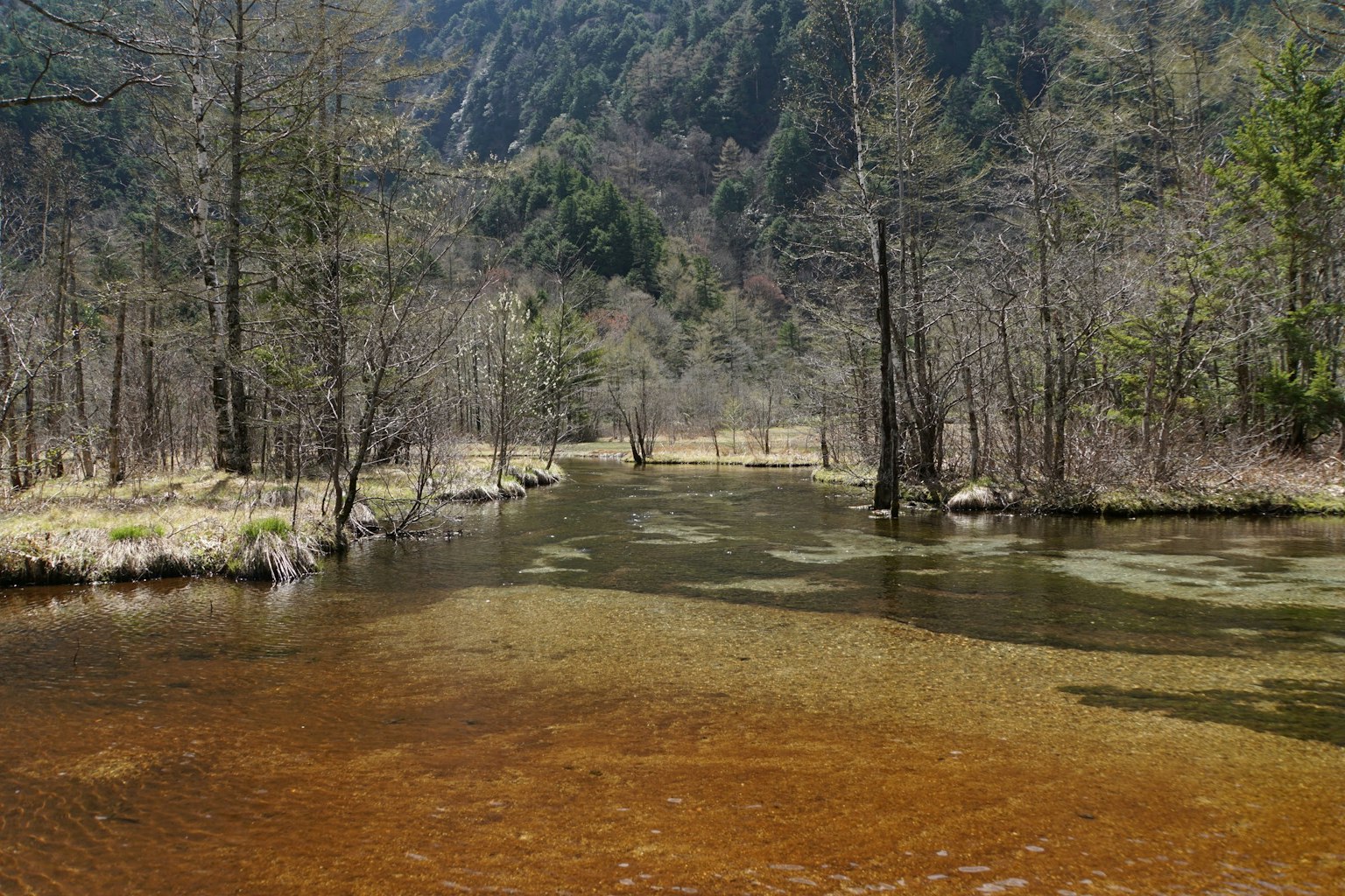 Scena di fiume serena con alberi circostanti