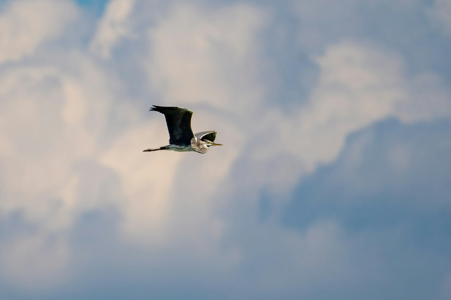 Silhouette di un uccello che vola contro un cielo blu