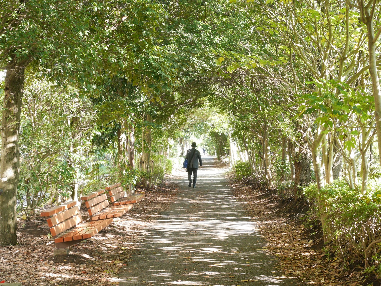 Persona caminando por un sendero arbolado con bancos
