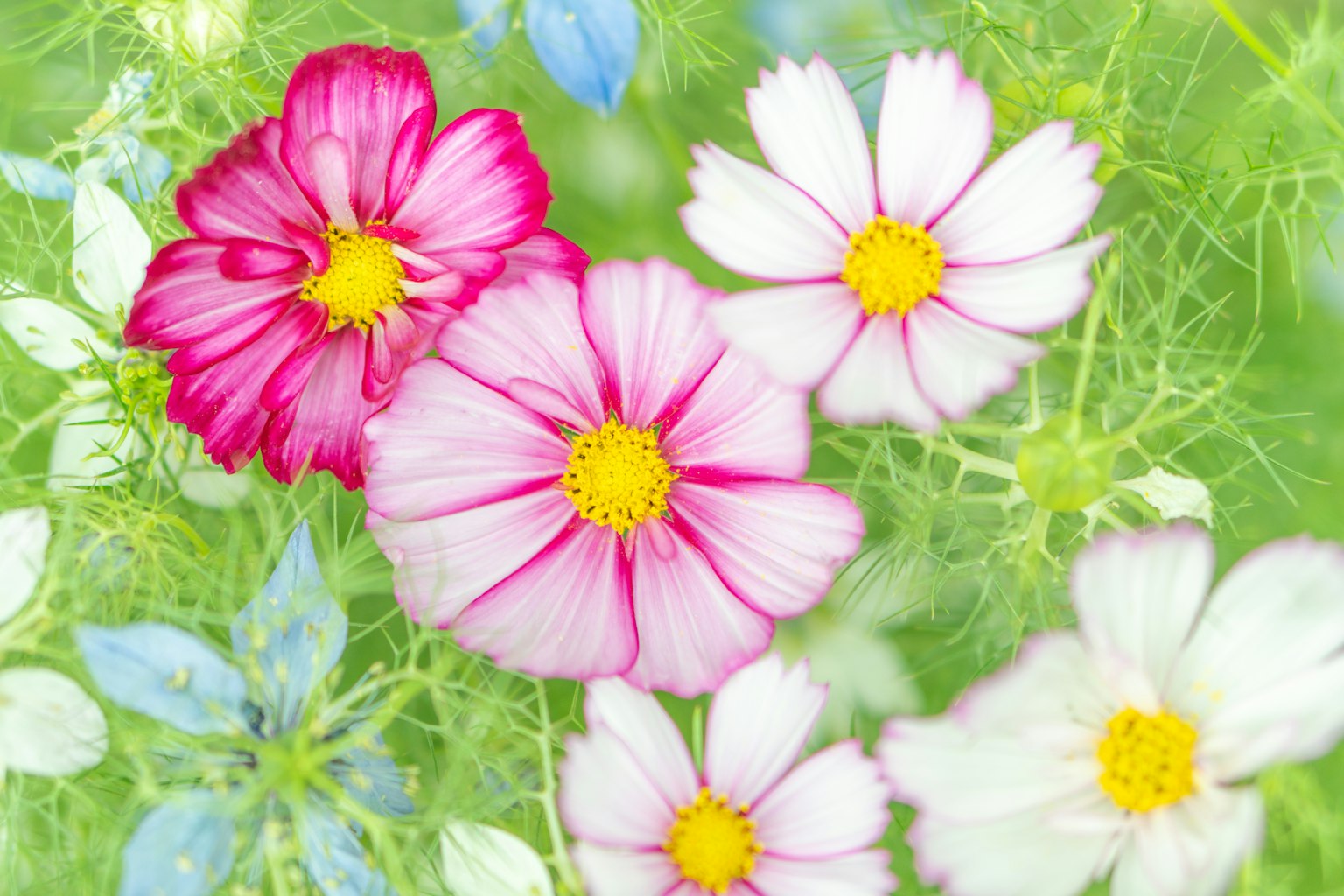 Bunte Kosmeenblumen blühen vor einem grünen Hintergrund