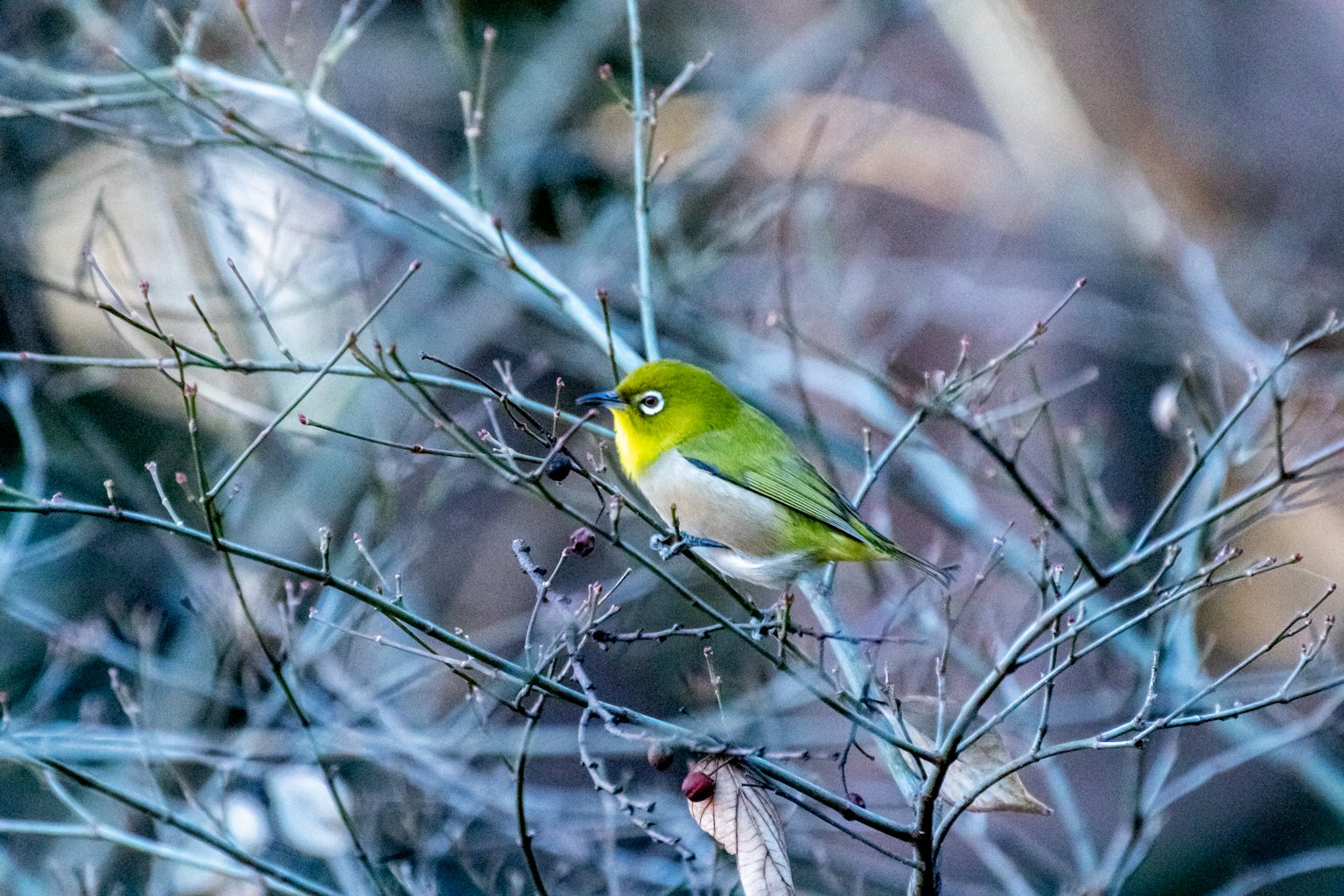Ein kleiner grüner Vogel sitzt auf einem Ast