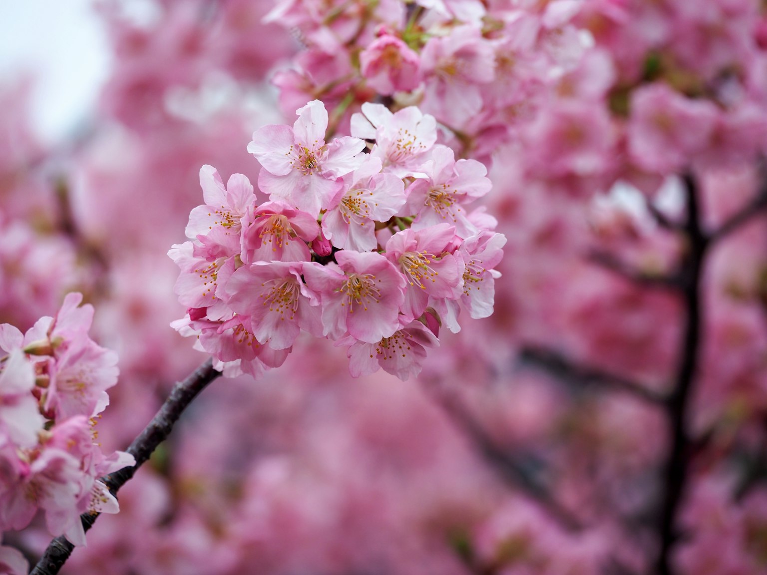 Nahaufnahme von Kirschblüten an einem Zweig mit rosa Blütenblättern