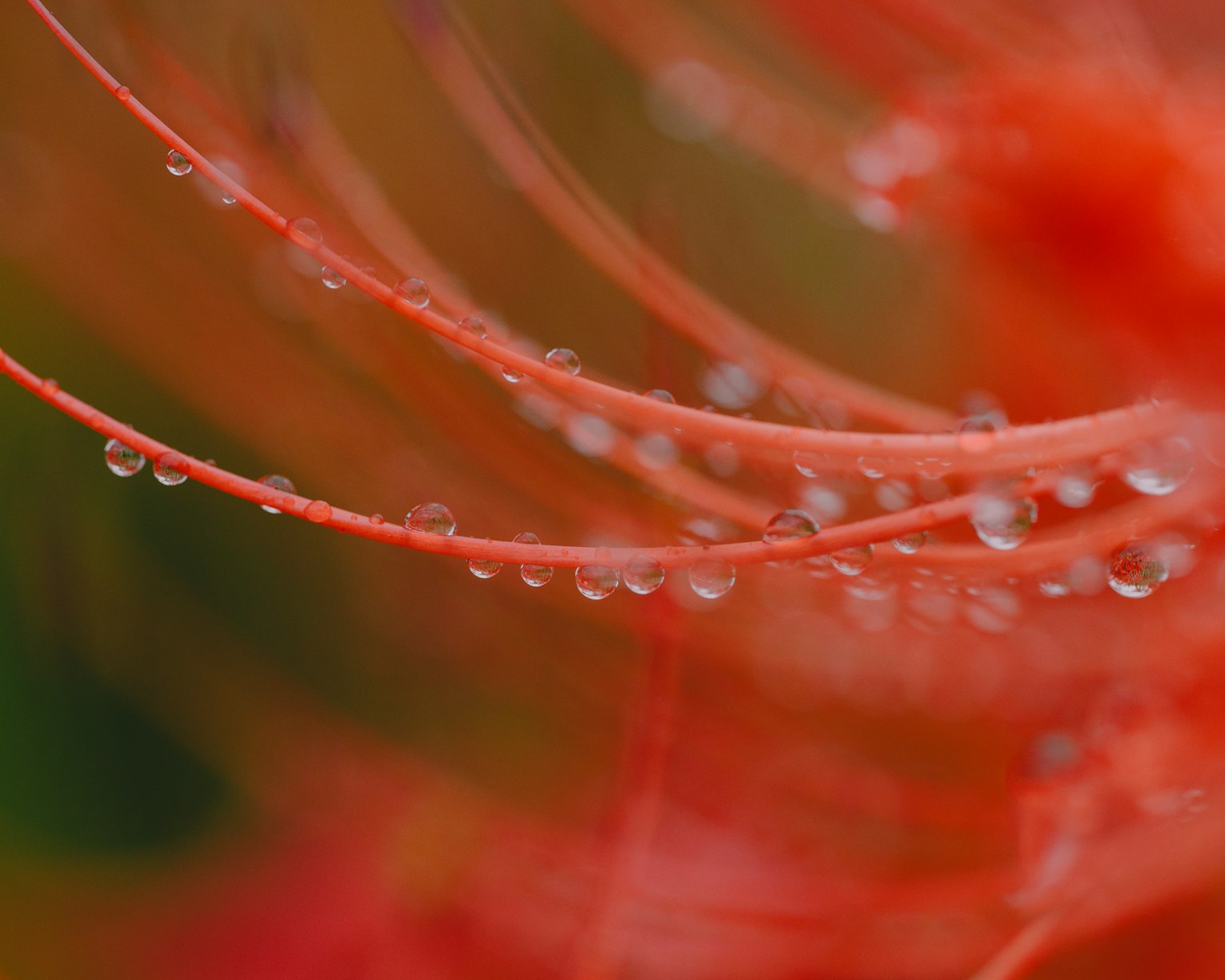 Photo macro de fils de fleurs rouges délicats avec des gouttes