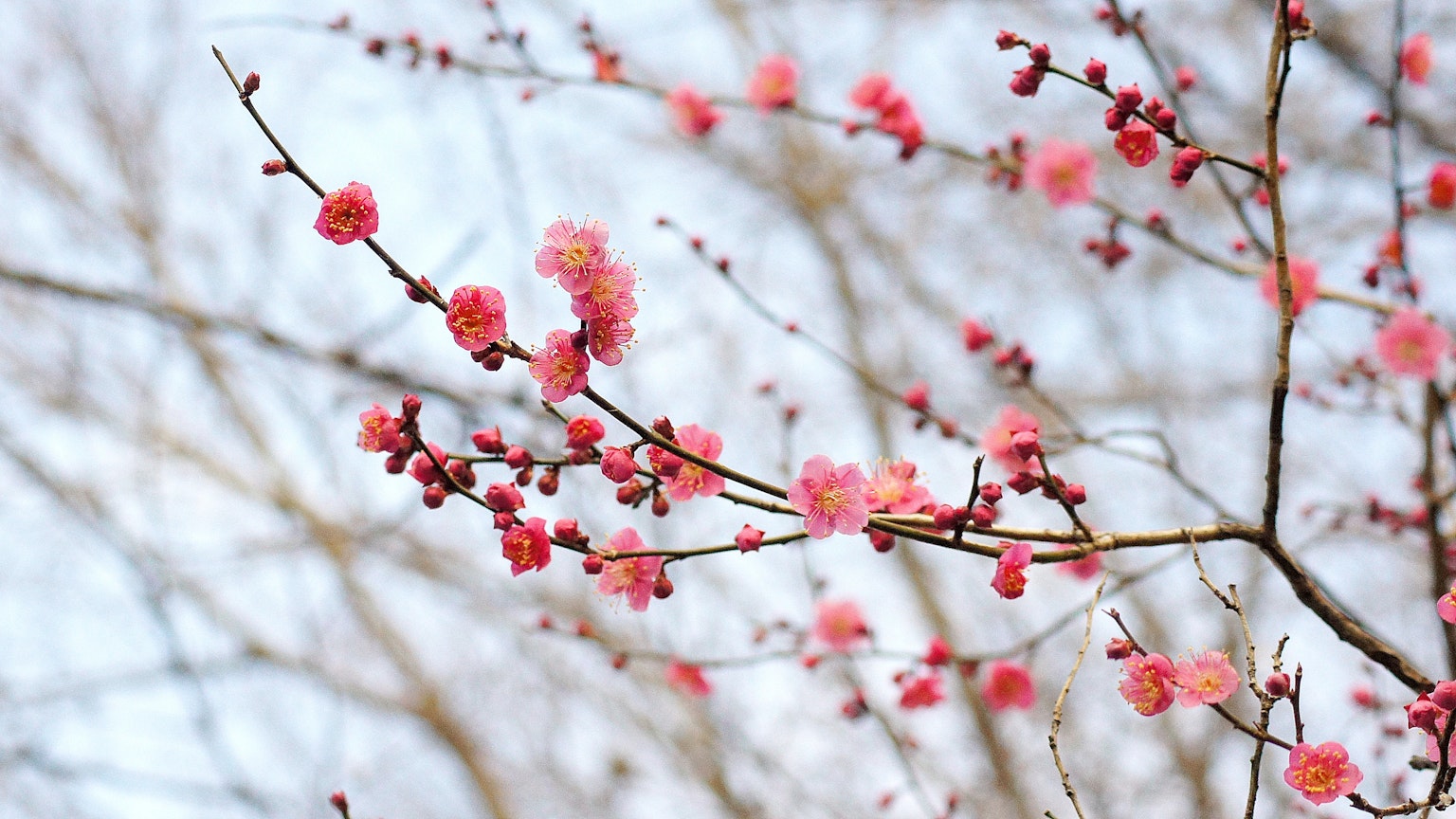 Ramas con flores rosa pálido contra un cielo azul