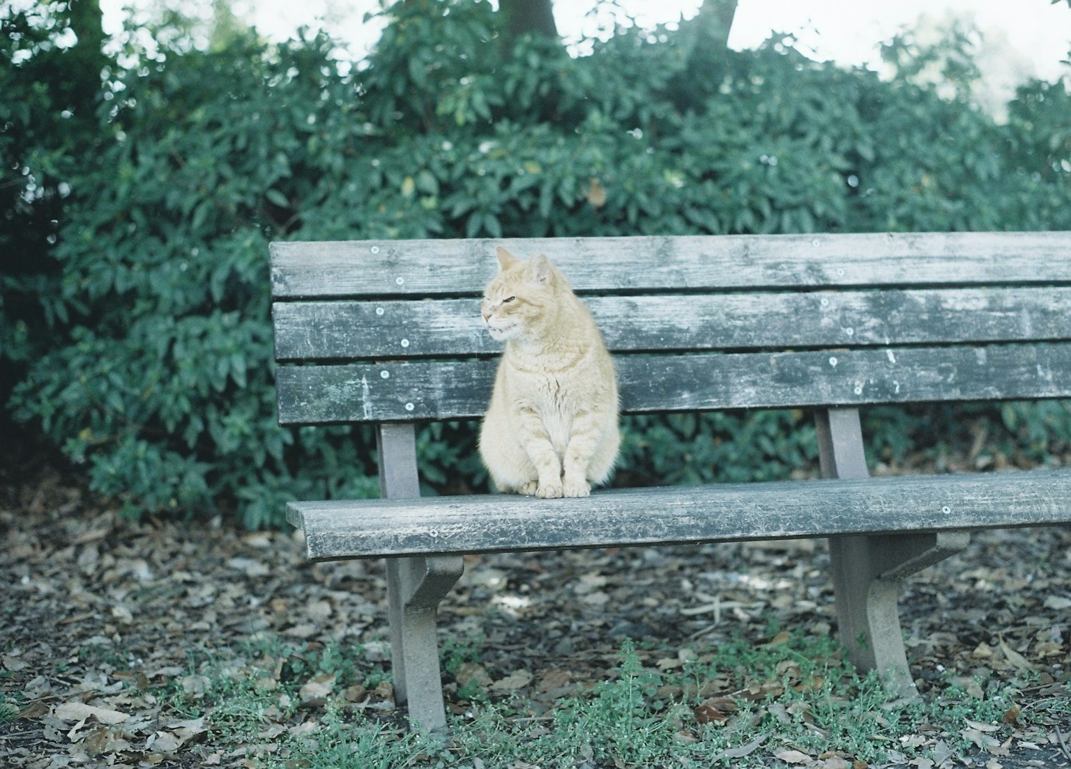 Kucing oranye duduk di bangku taman
