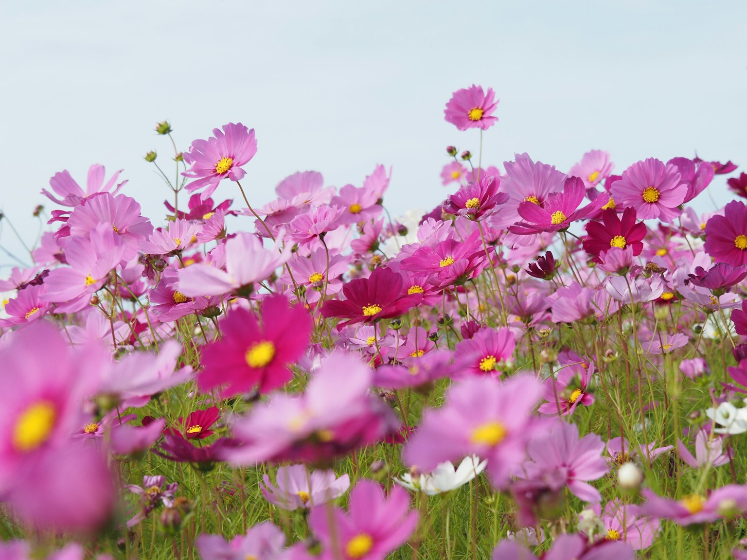 Một cánh đồng hoa cosmos màu hồng và trắng đang nở rộ