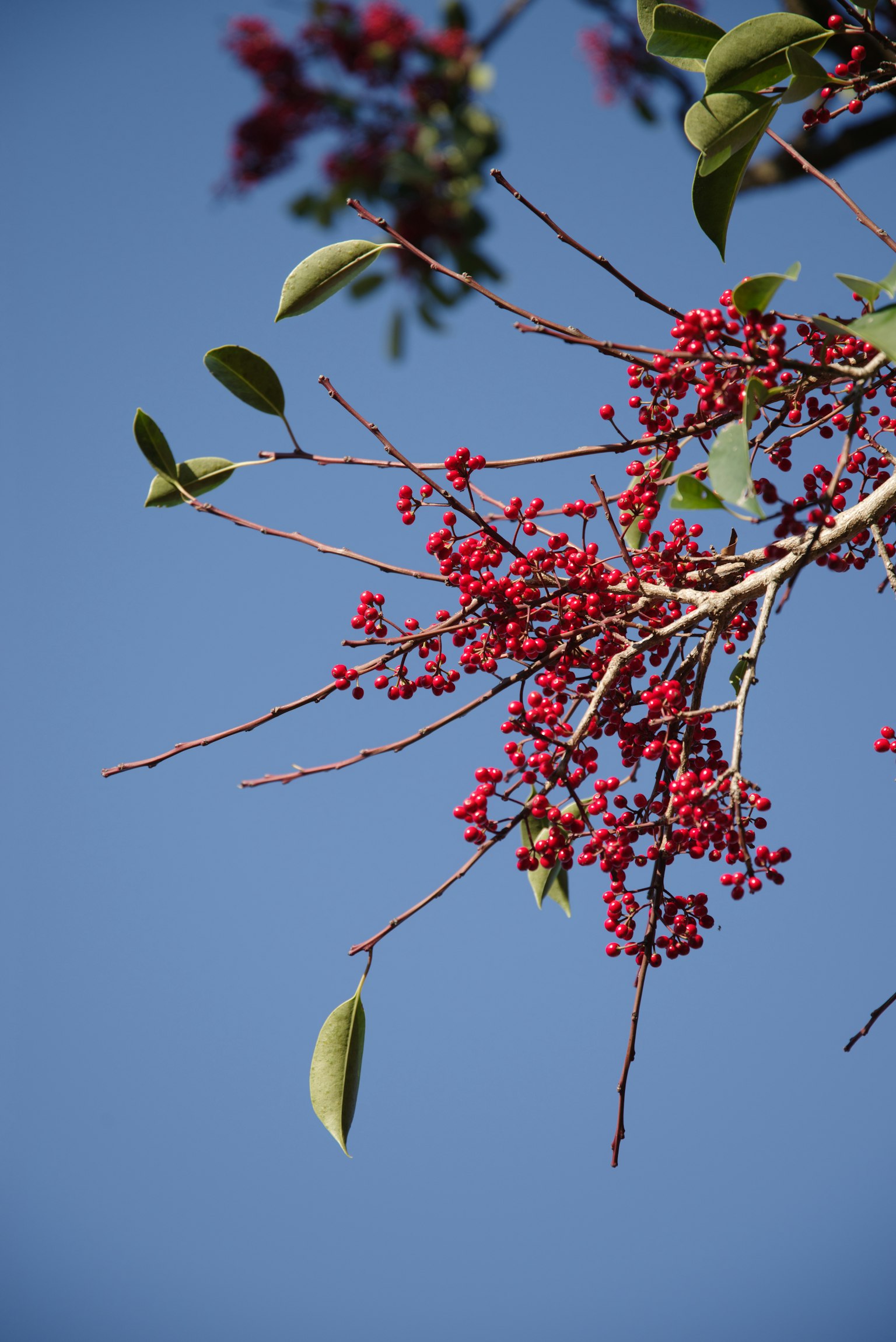 Ramo con bacche rosse e foglie verdi contro un cielo blu