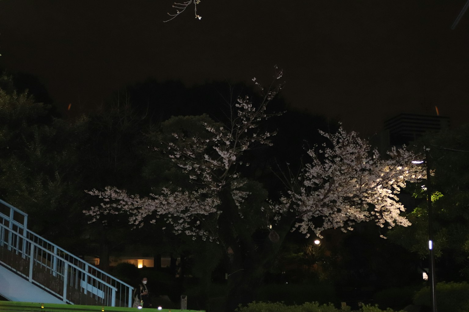Nächtliche Aussicht auf Kirschblüten in einem Park