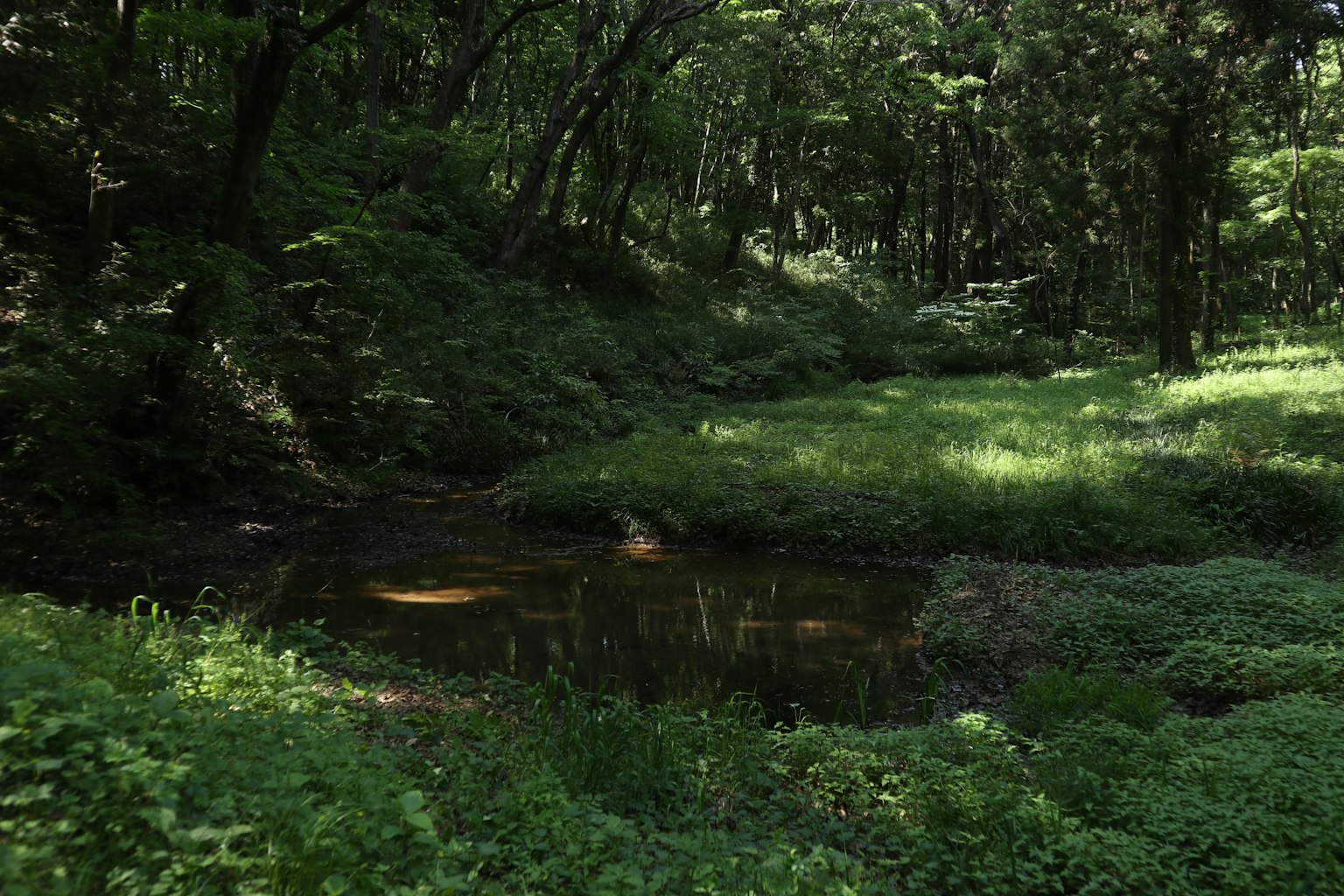 Ein kleiner Teich umgeben von üppigem Grün in einem Wald
