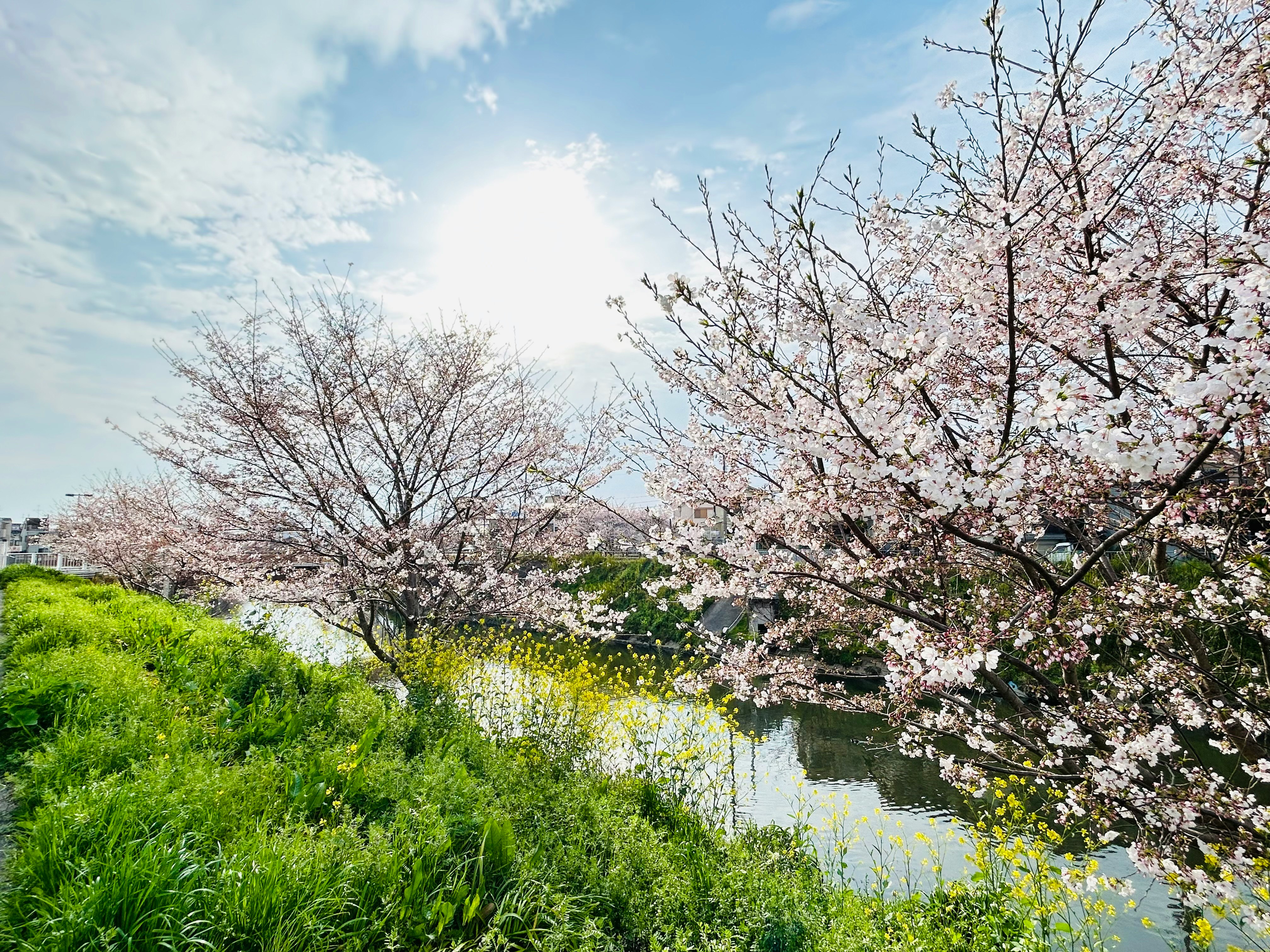 桜並木と水辺の小川の春景色
