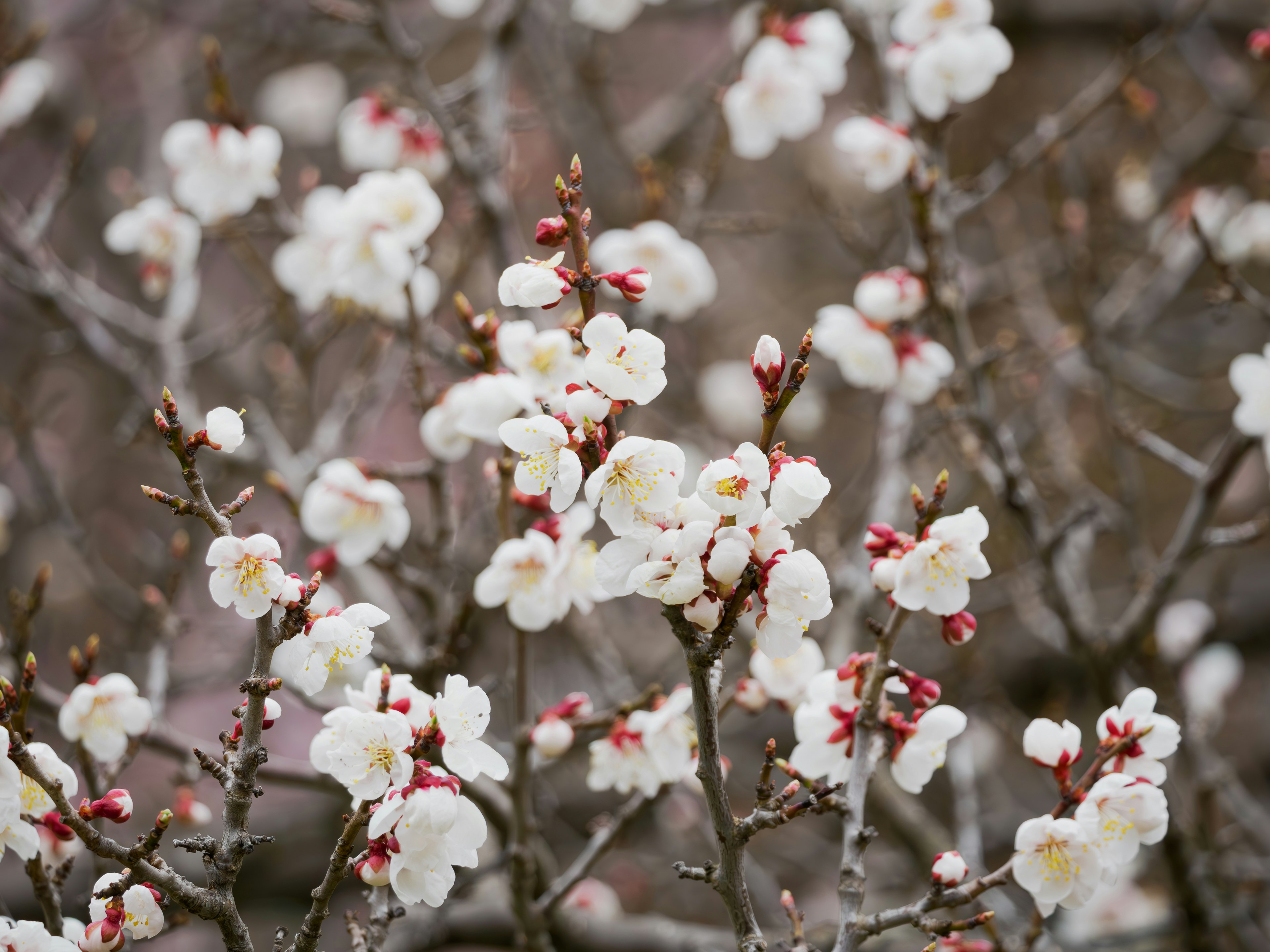 白い花が咲く枝先の春の花景色