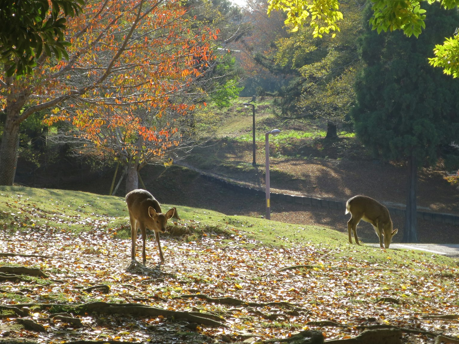 Two deer grazing in an autumn park with colorful foliage