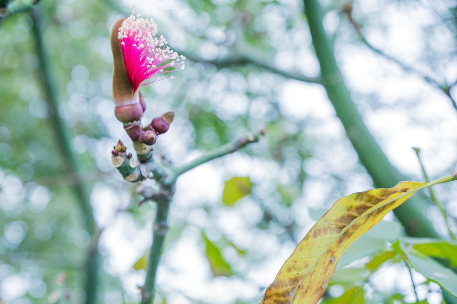 Nahaufnahme einer lebhaften rosa Blume an einem Zweig umgeben von grünen Blättern und einem verschwommenen Hintergrund