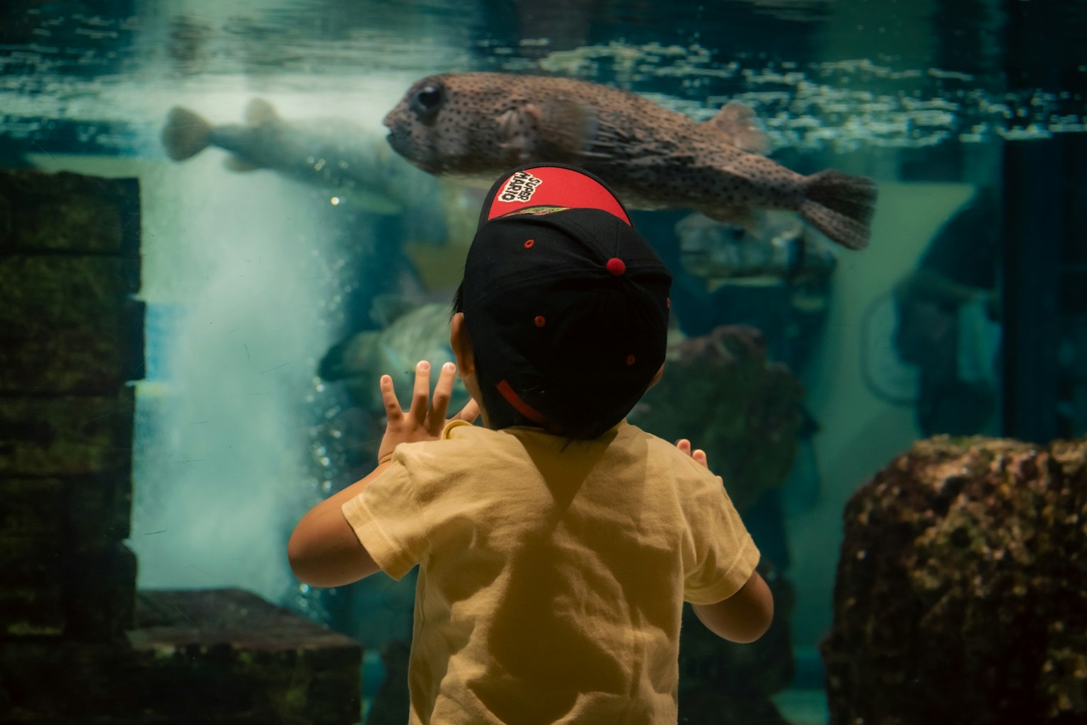 Ein Kind beobachtet einen Fisch in einem Aquarium