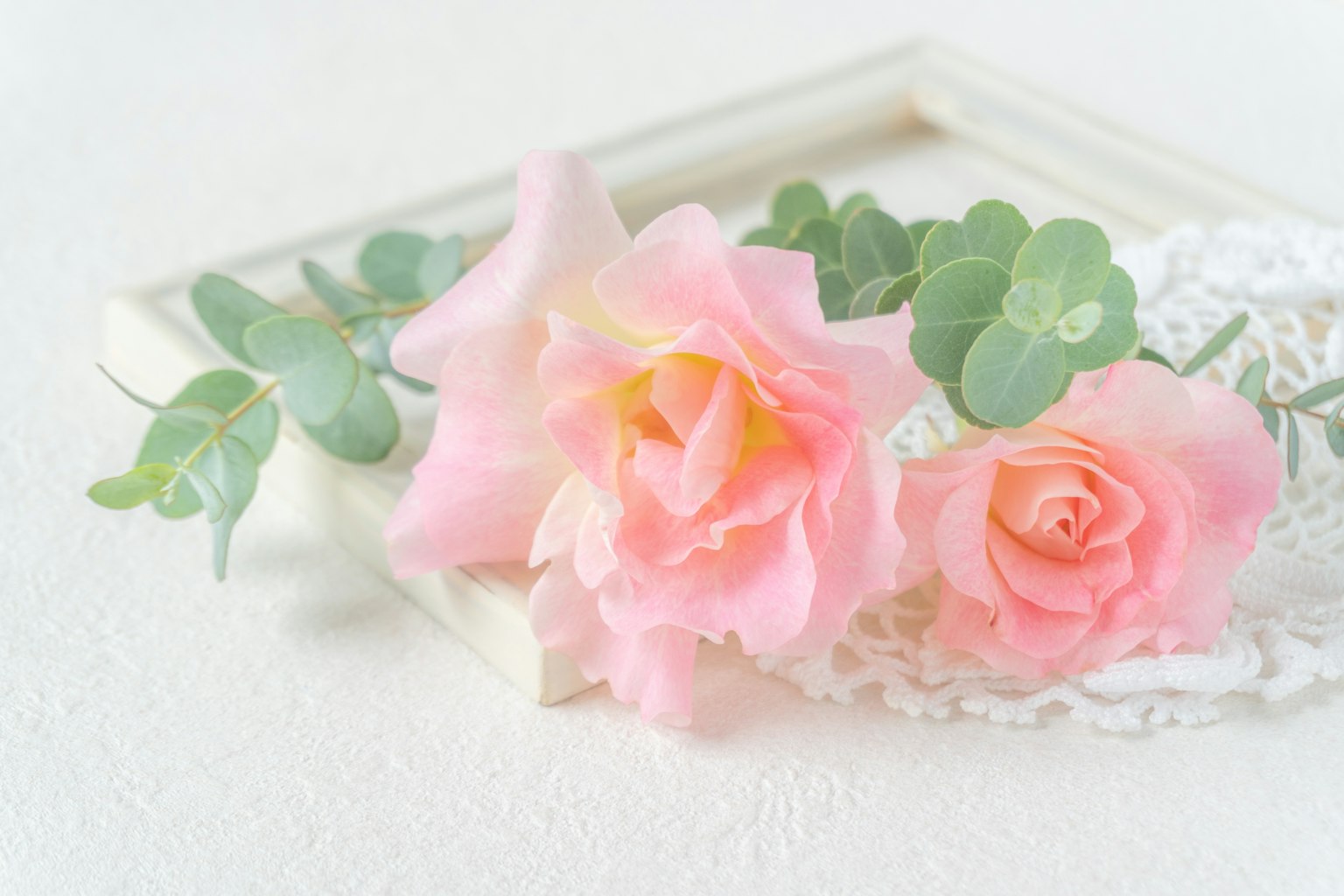 Deux roses roses douces avec des feuilles d'eucalyptus sur un fond en dentelle