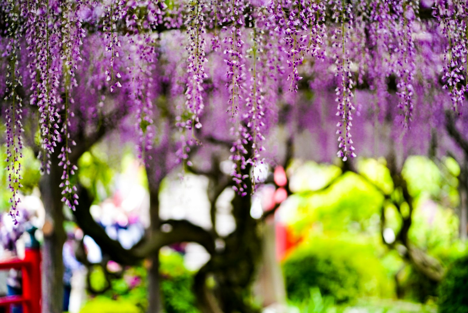 Pemandangan indah bunga wisteria ungu yang menggantung