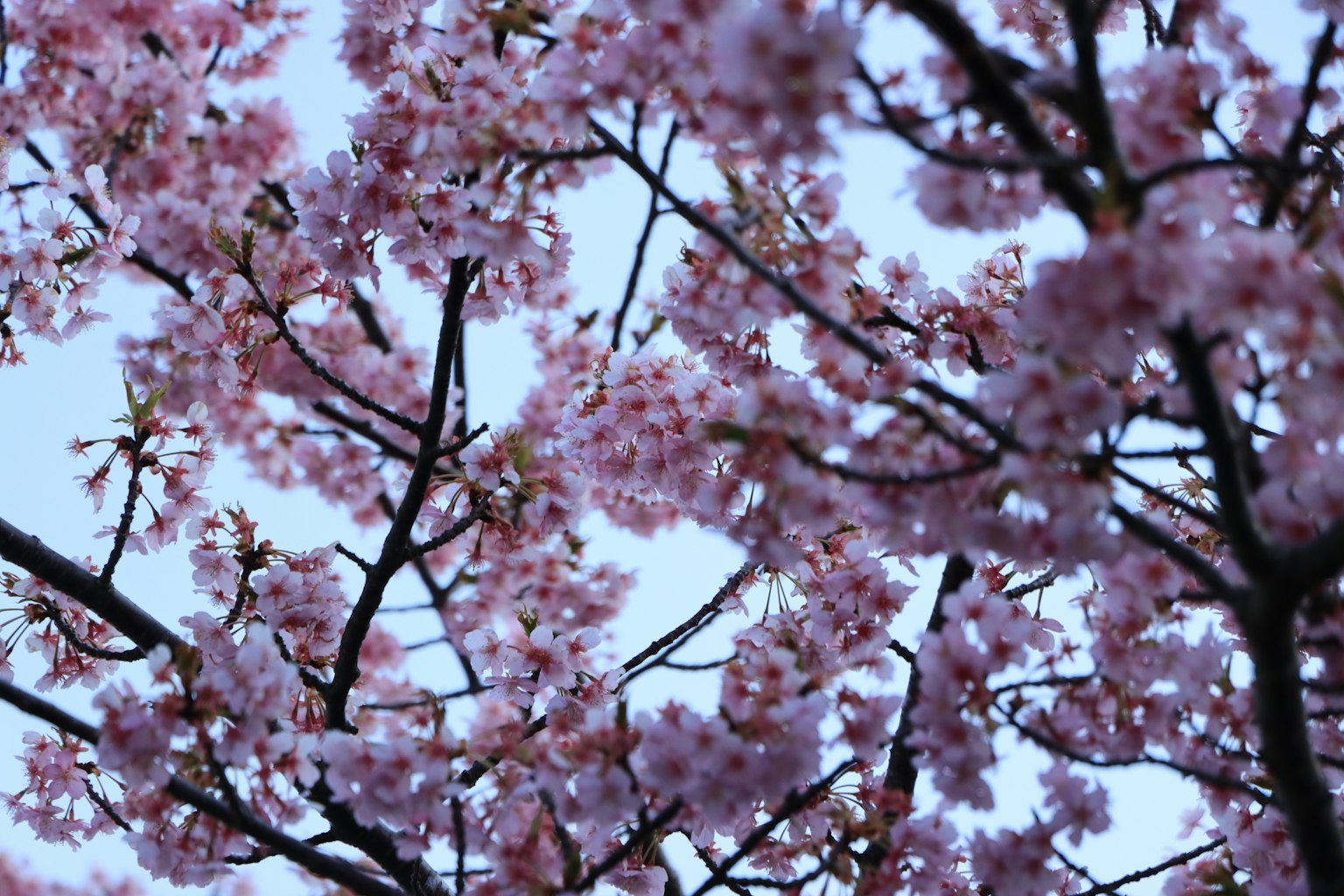 Branches of cherry blossoms against a blue sky