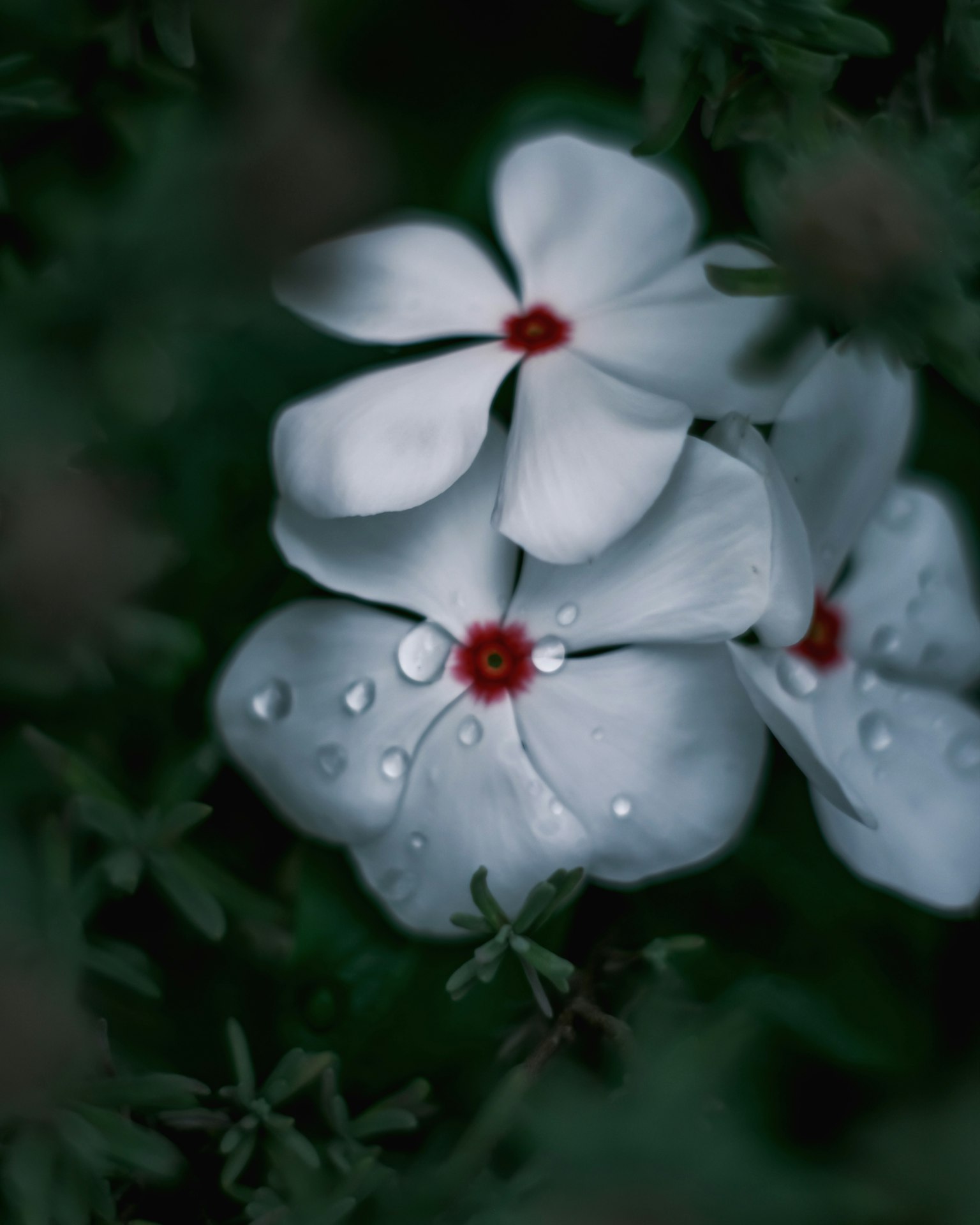 Gros plan de fleurs blanches avec des centres rouges présentant des gouttes sur les pétales