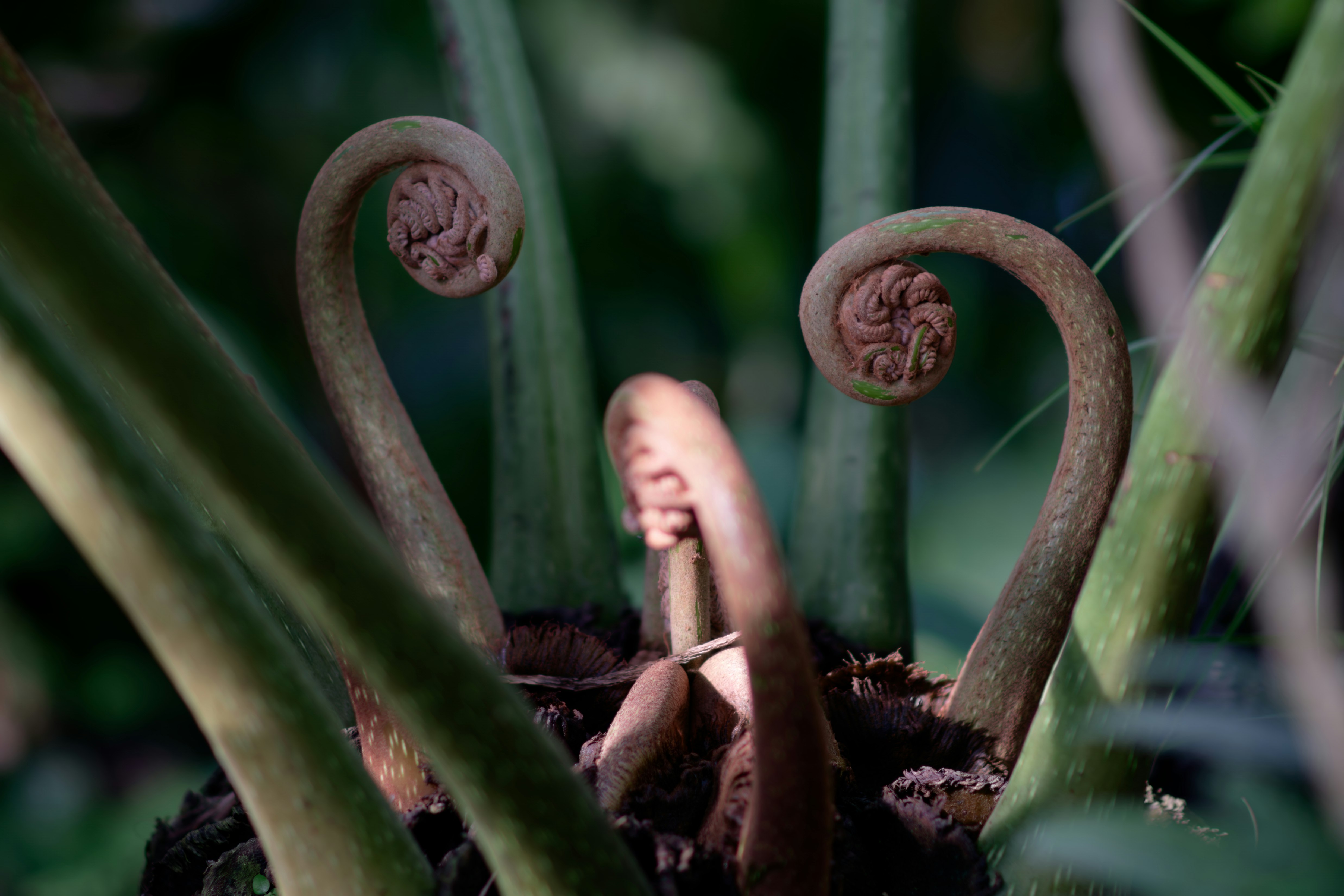 温室の苔むした土に伸びる竜髭帯の新芽