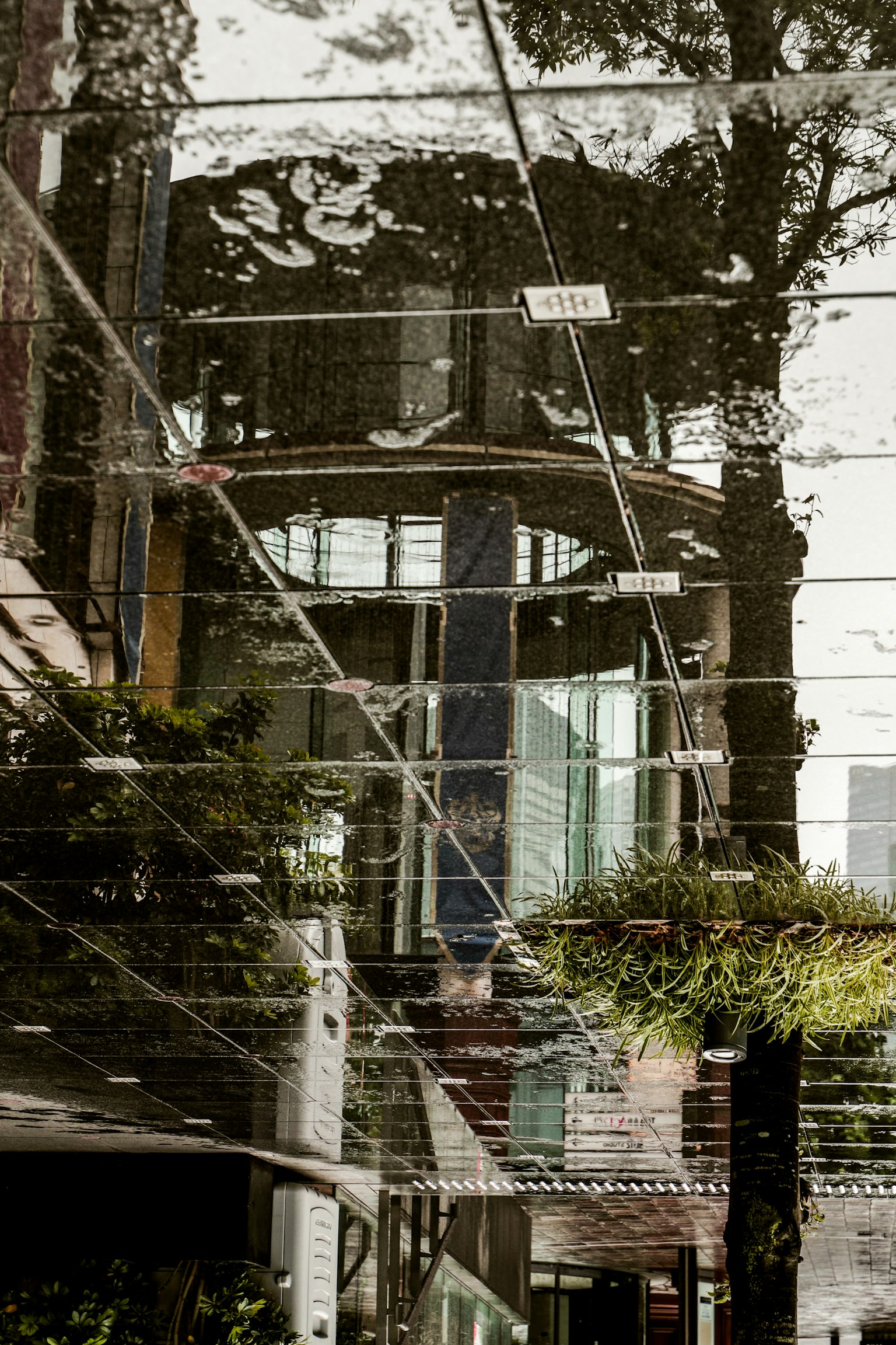 水窪中建築和樹木的倒影