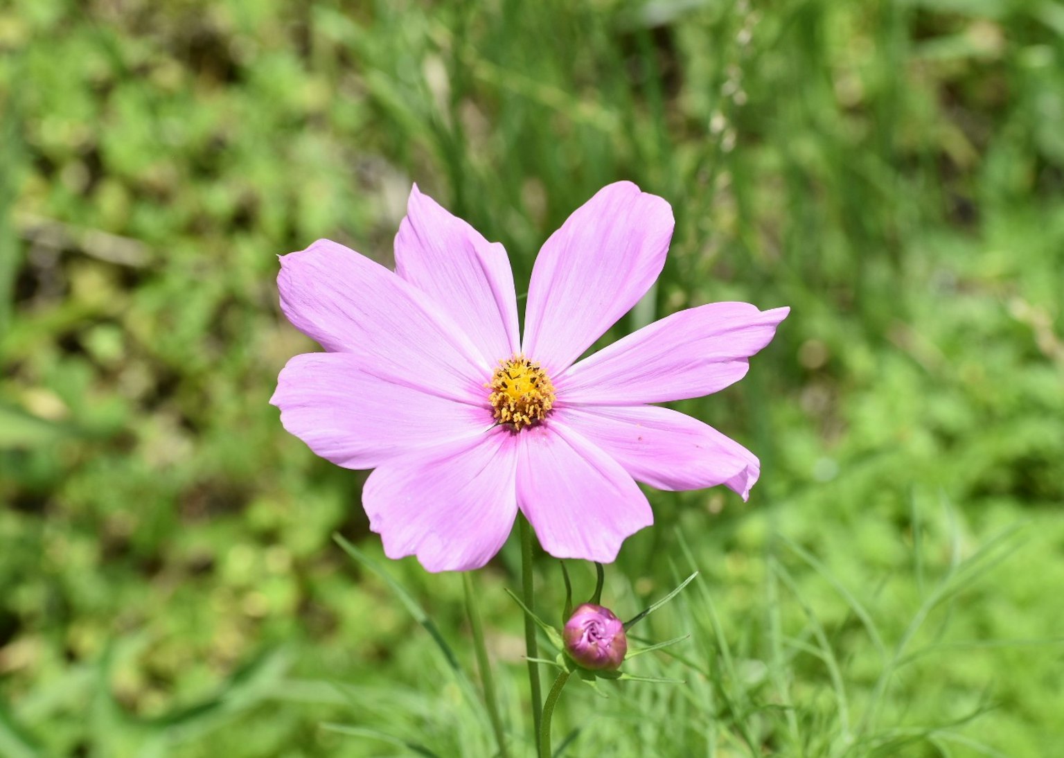 Flor de cosmos rosa con fondo verde