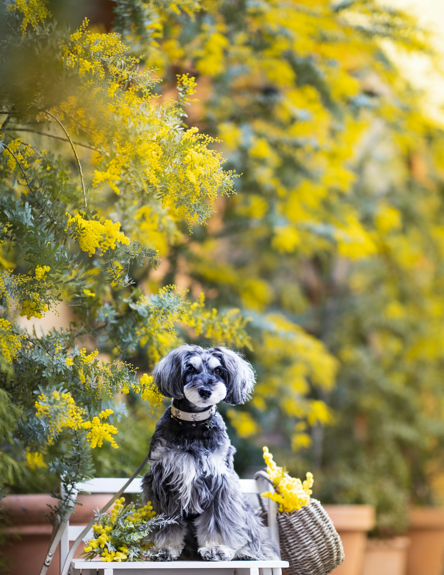 Un perro pequeño sentado entre flores amarillas vibrantes