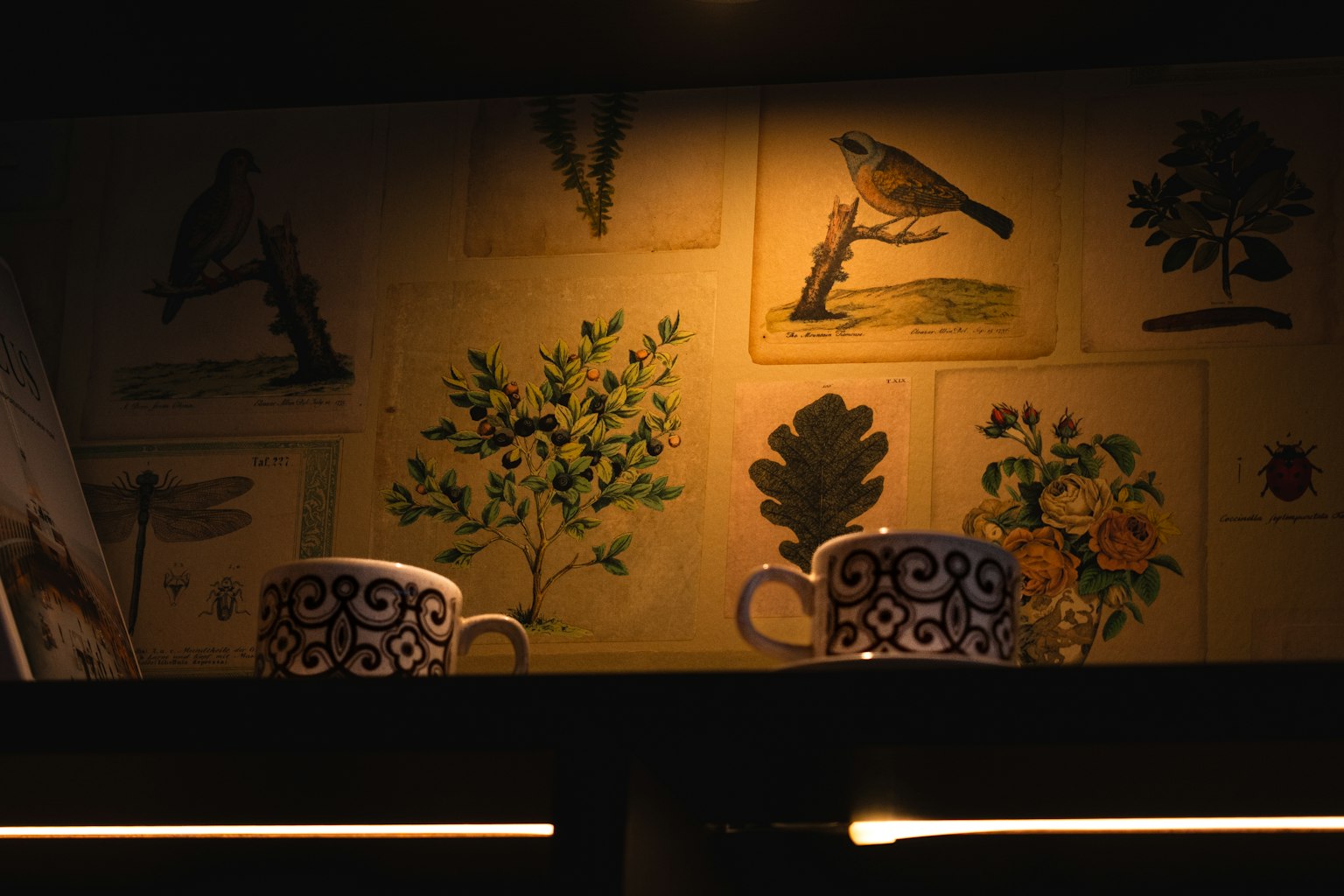 Decorative cups placed on a shelf with botanical and bird illustrations on the wall behind