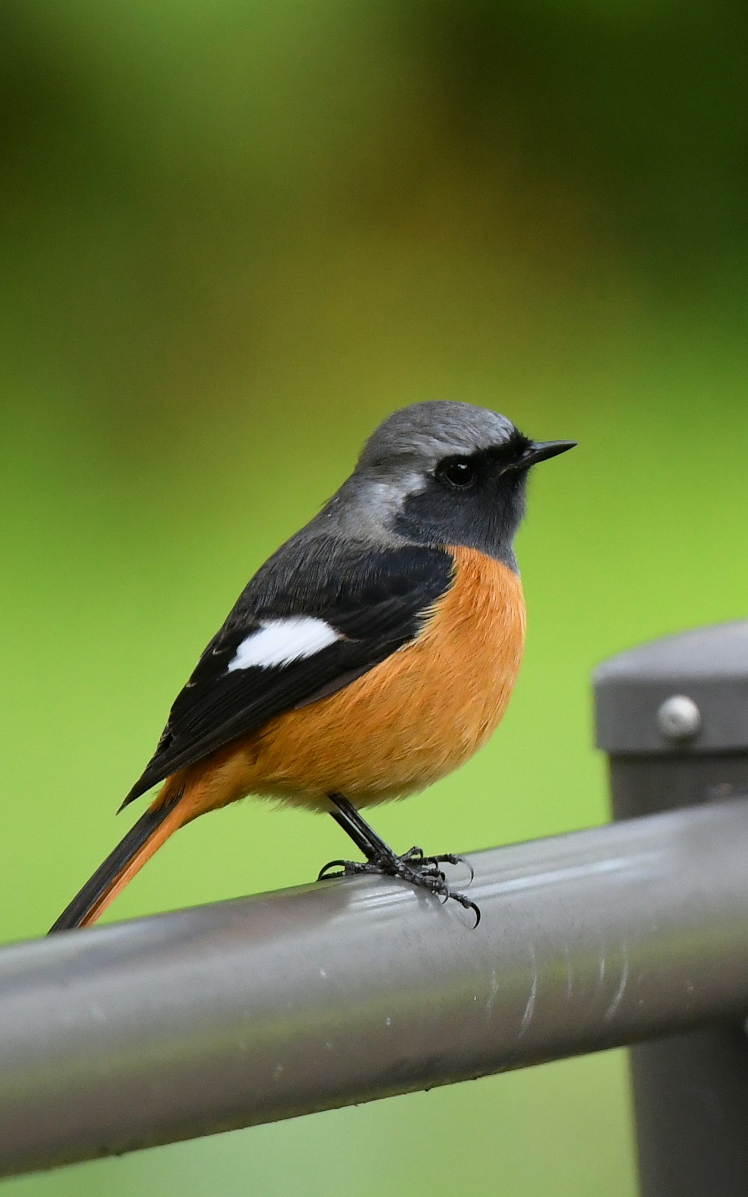 นกตัวเล็กที่มีท้องสีส้มและขนสีดำเกาะอยู่บนราวเหล็ก