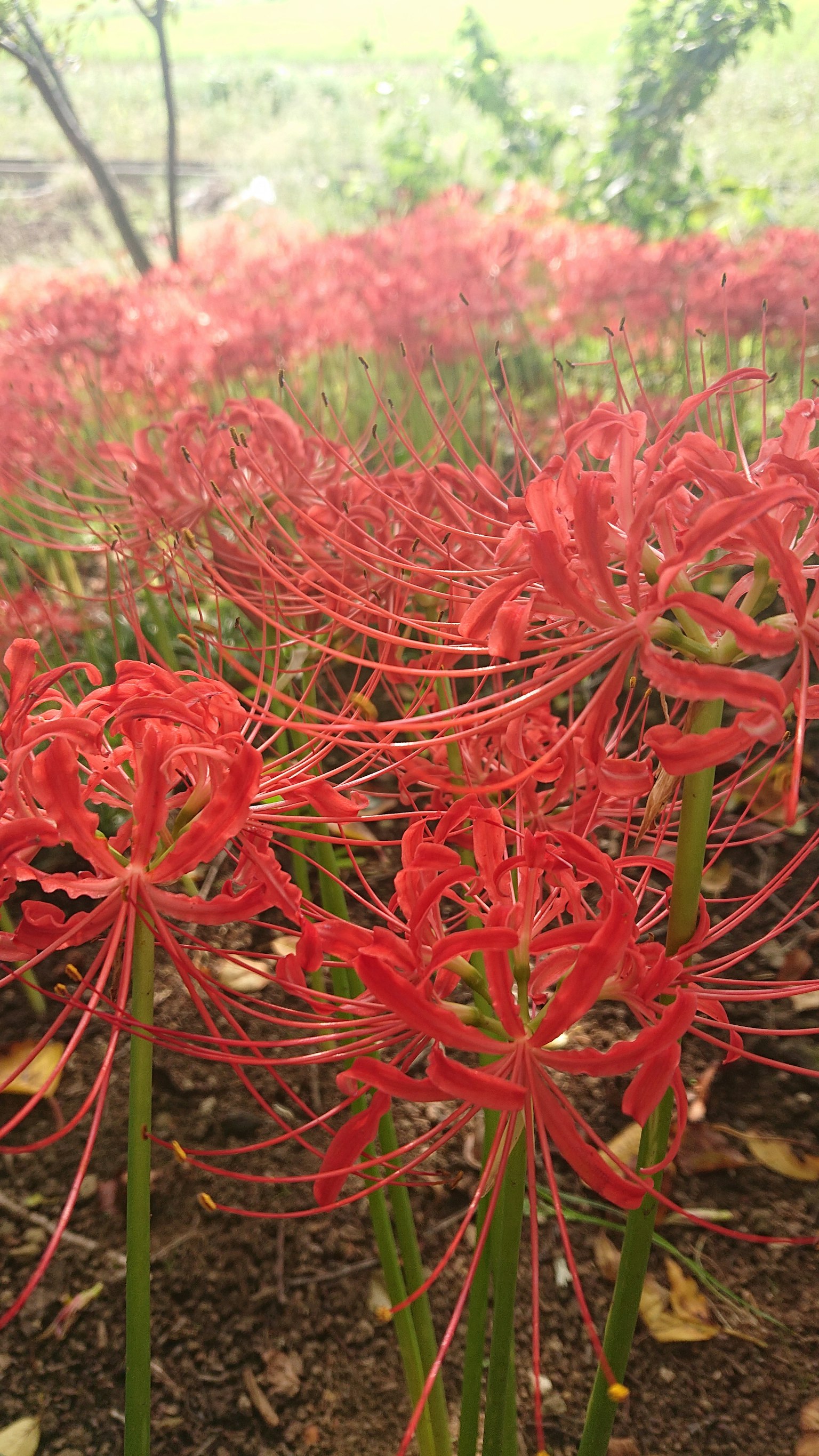 Ladang lily laba-laba merah cerah yang berbunga