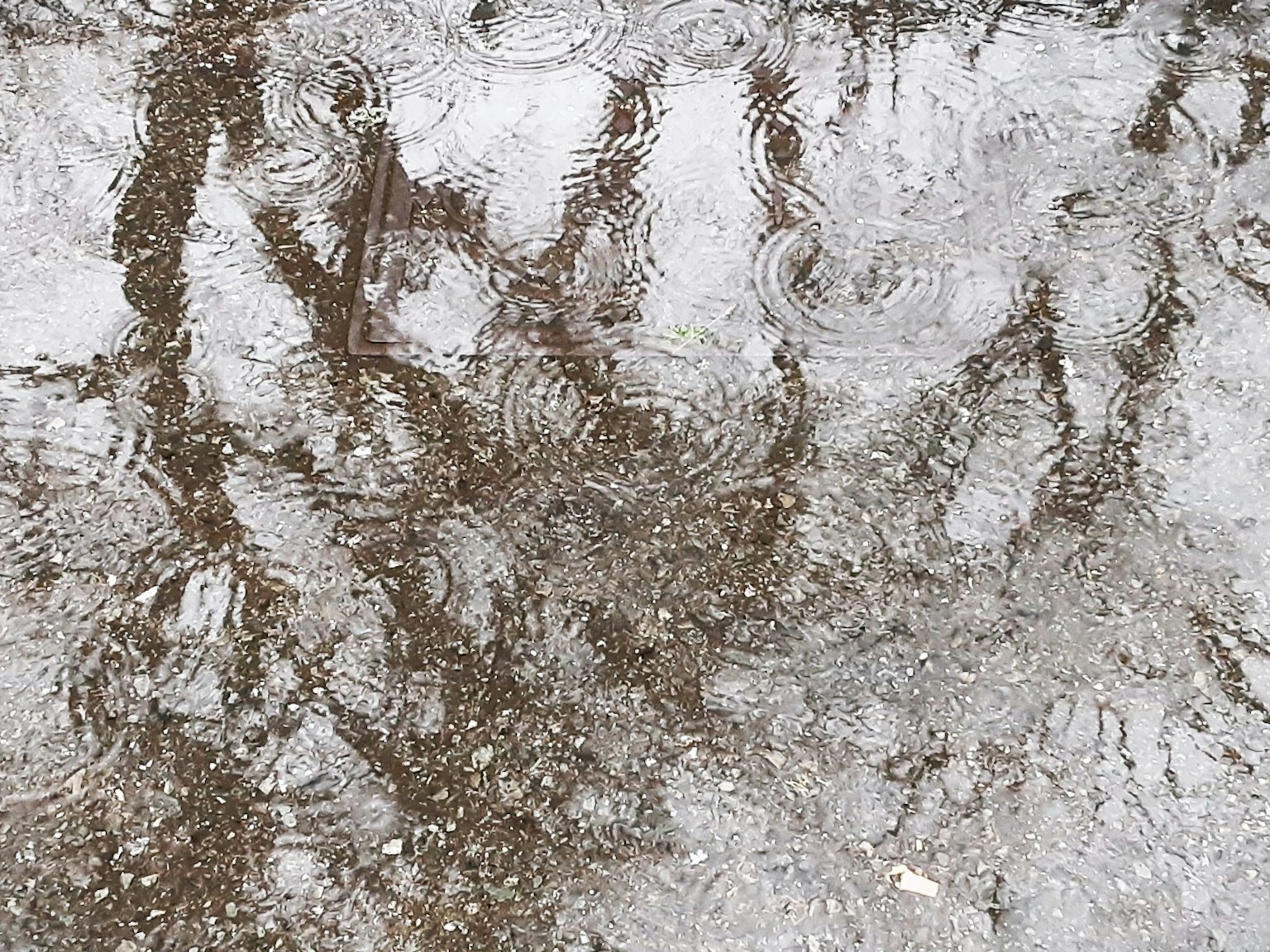 Reflections of trees and ripples in a puddle