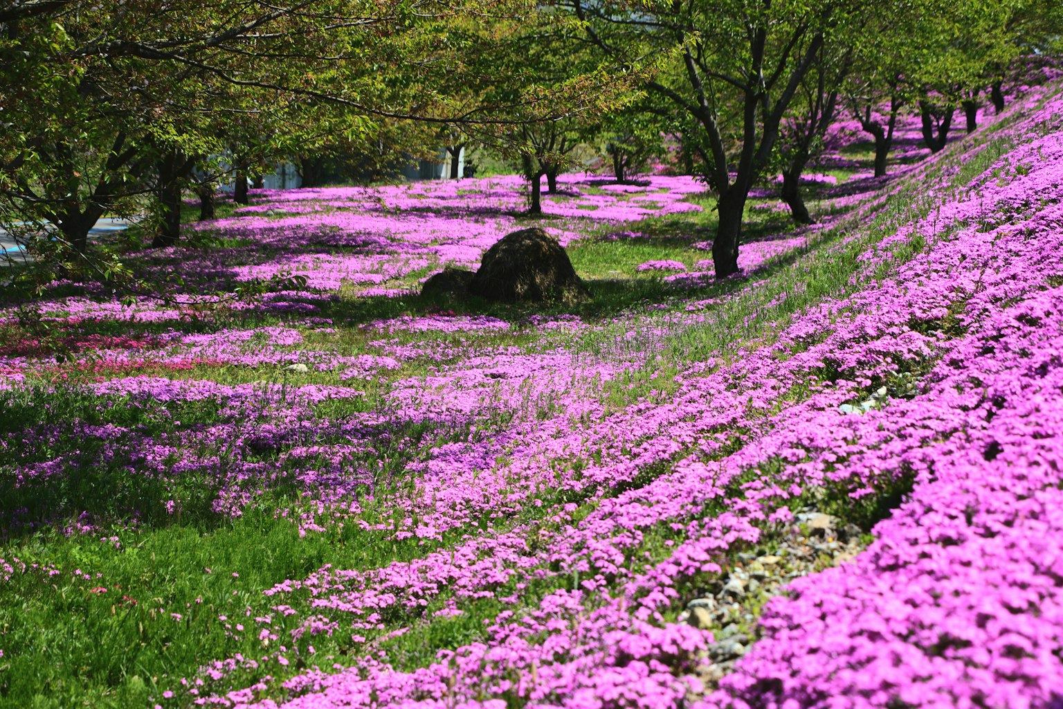 Hermoso paisaje de colinas verdes cubiertas de flores rosas vibrantes
