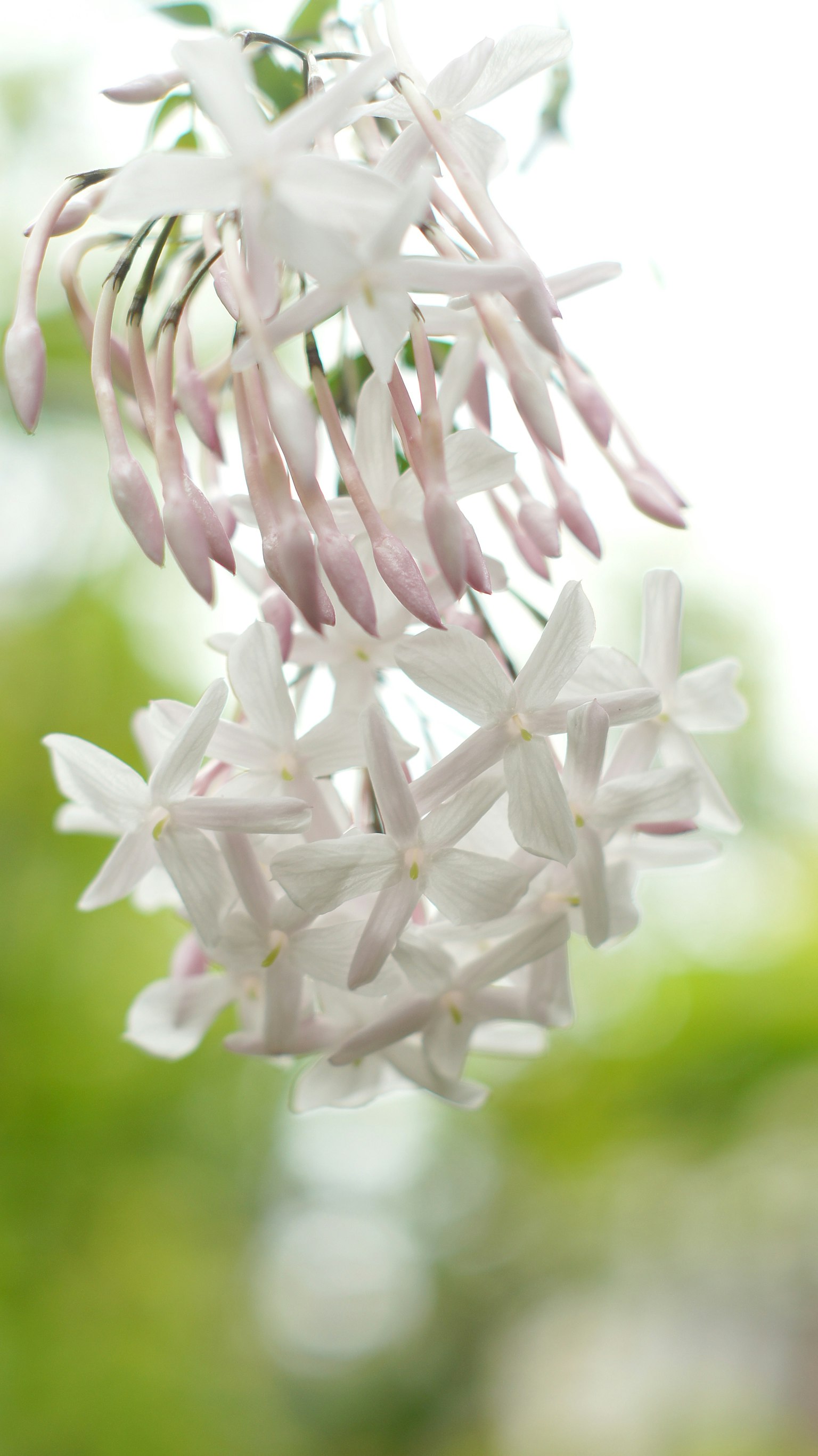 Racimo de flores de jazmín blanco colgando sobre un fondo verde borroso
