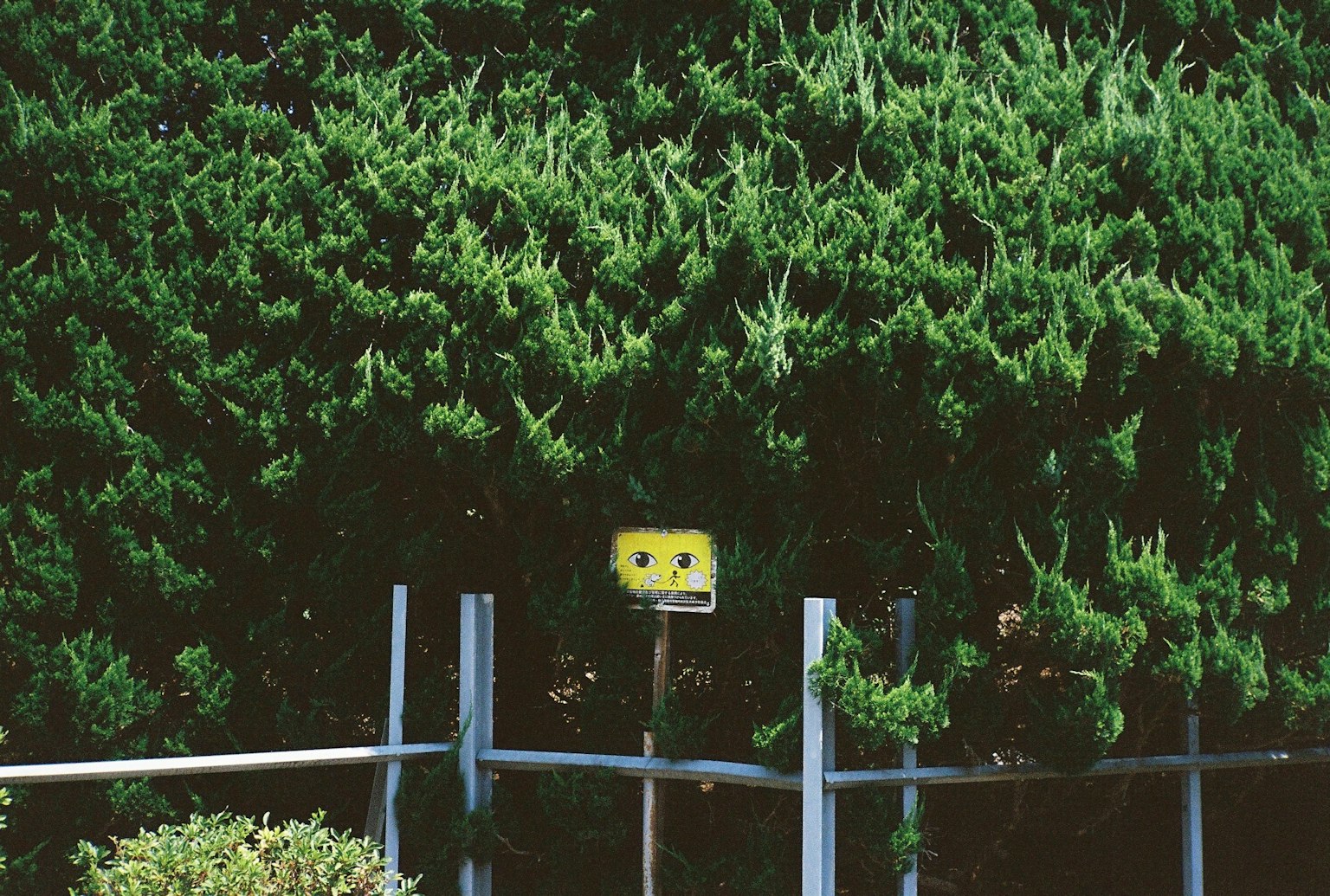 緑の生け垣の前にある黄色い標識と青いフェンス