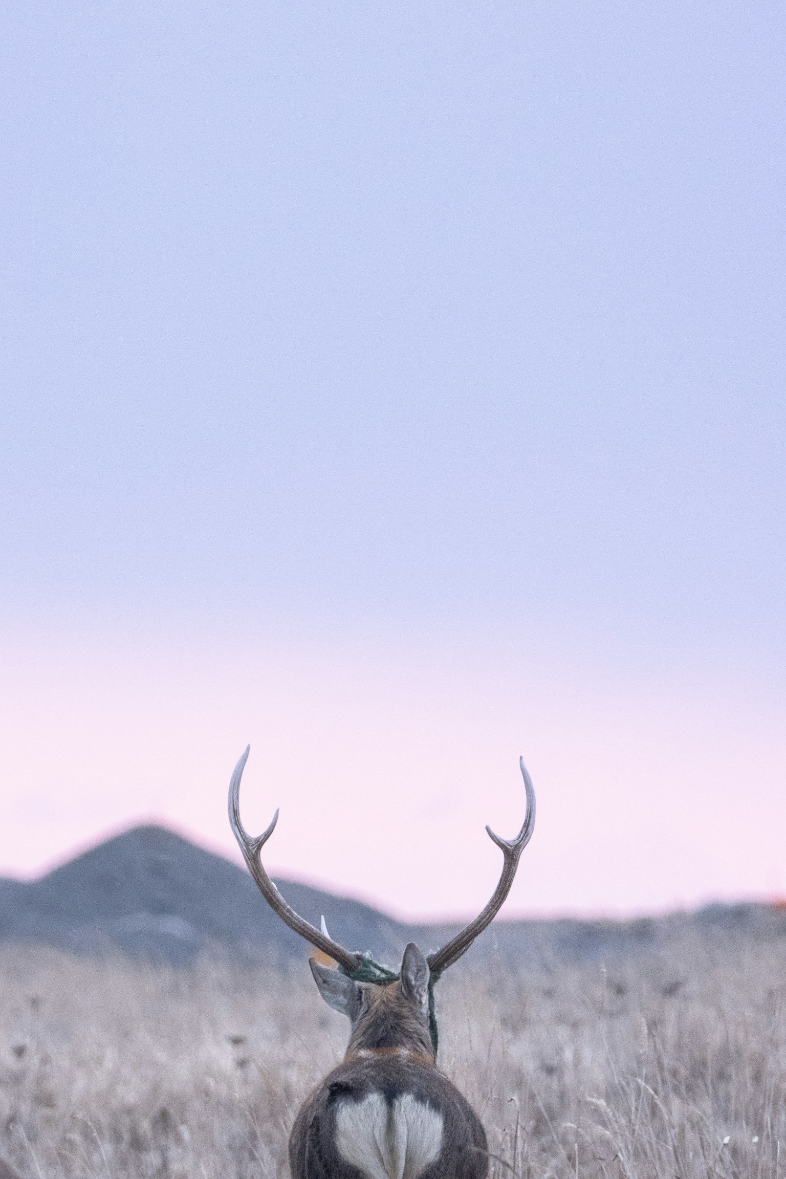 A deer standing with its back to the viewer in a serene landscape