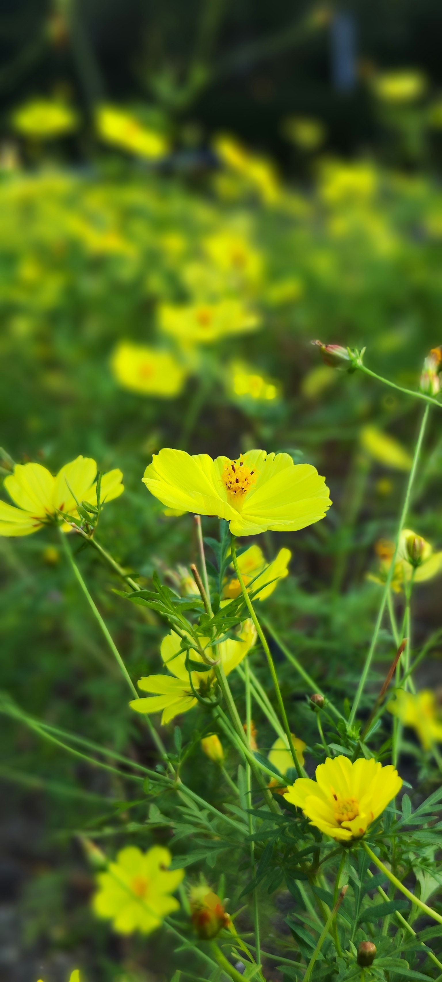 Fiori gialli vivaci che sbocciano in un campo erboso