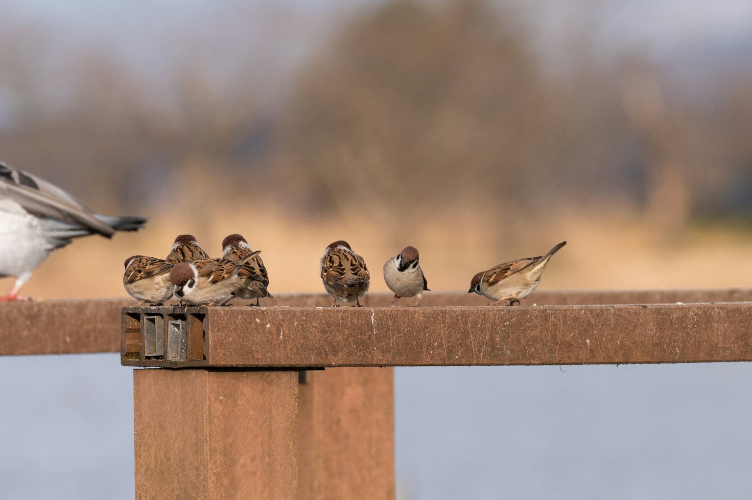 Un groupe de petits oiseaux rassemblés sur un quai au bord de l'eau