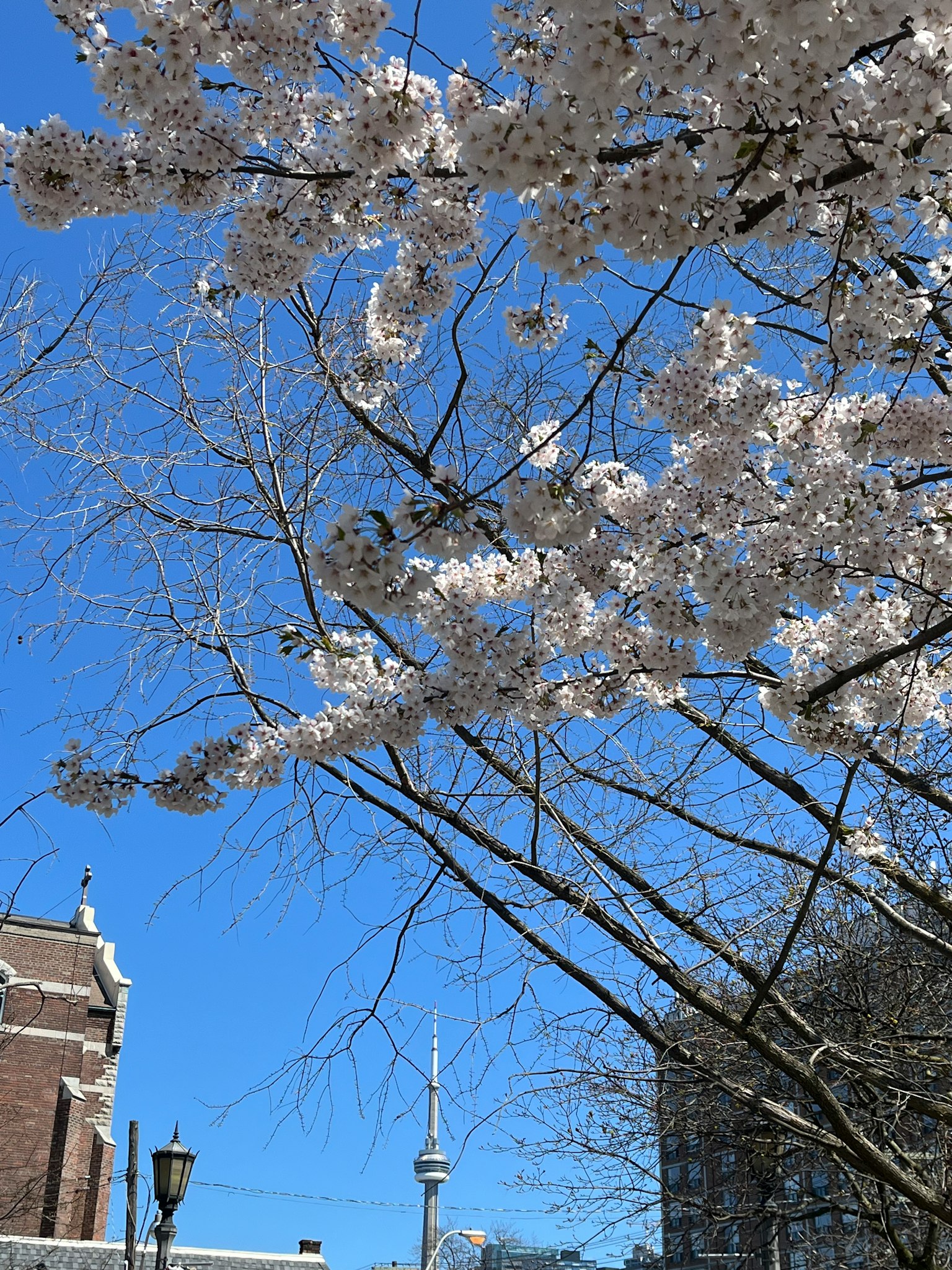 Bunga sakura dengan langit biru dan bangunan perkotaan